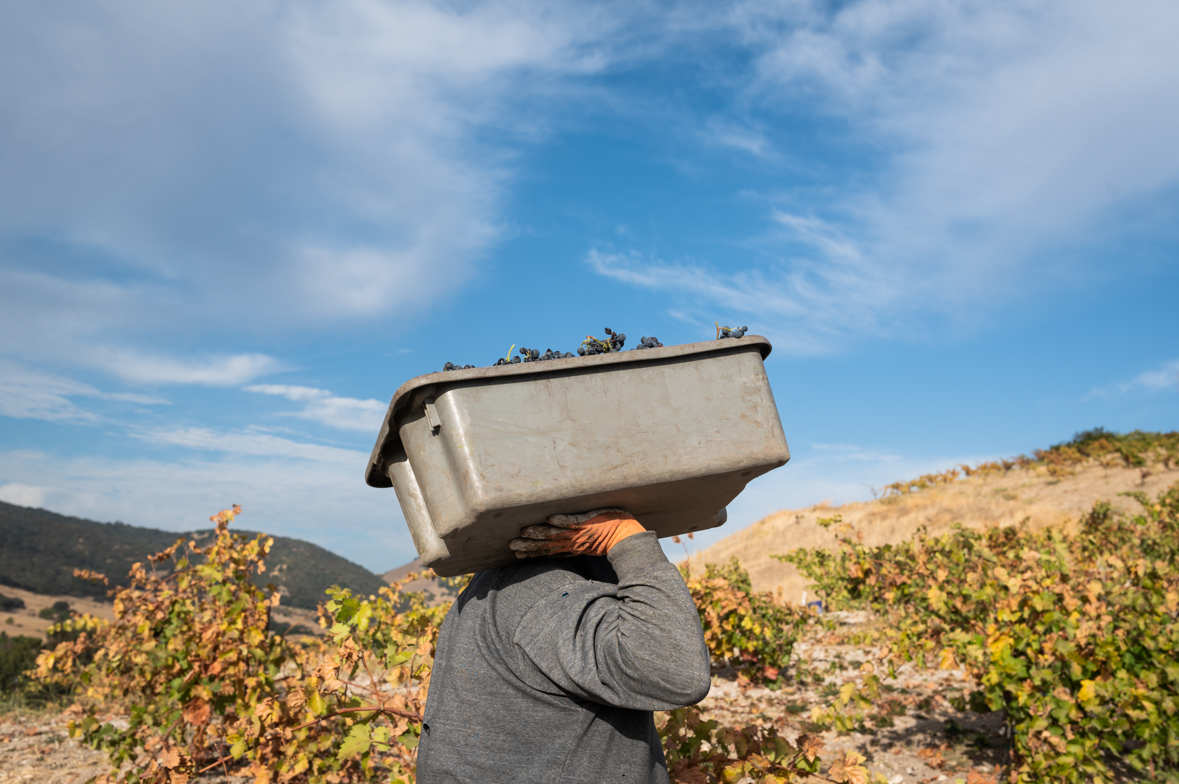 A tray of harvested grapes is carried to a nearby bin
