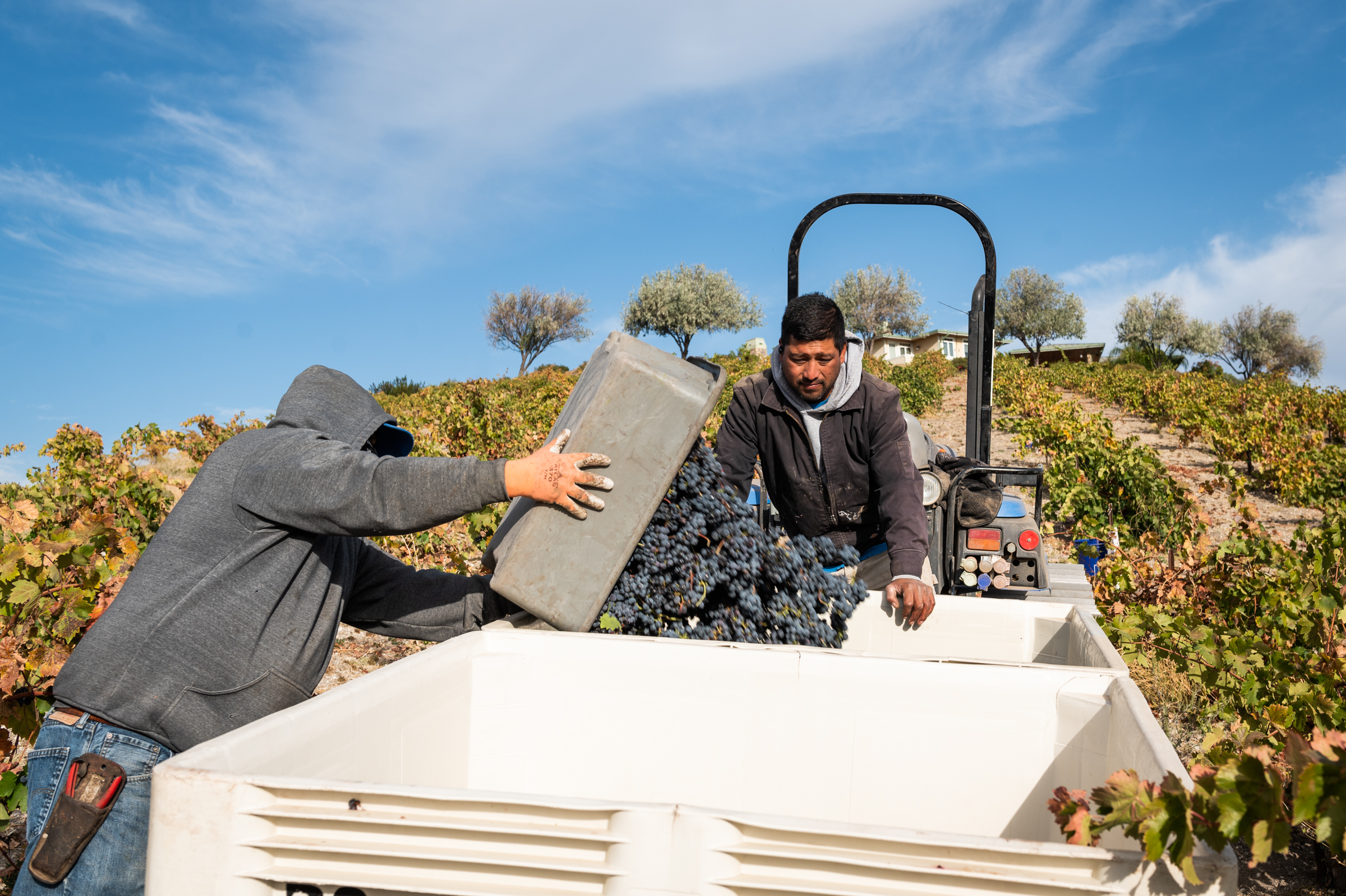 Freshly harvested grapes are dumped into a bulk bin for transport to the winery