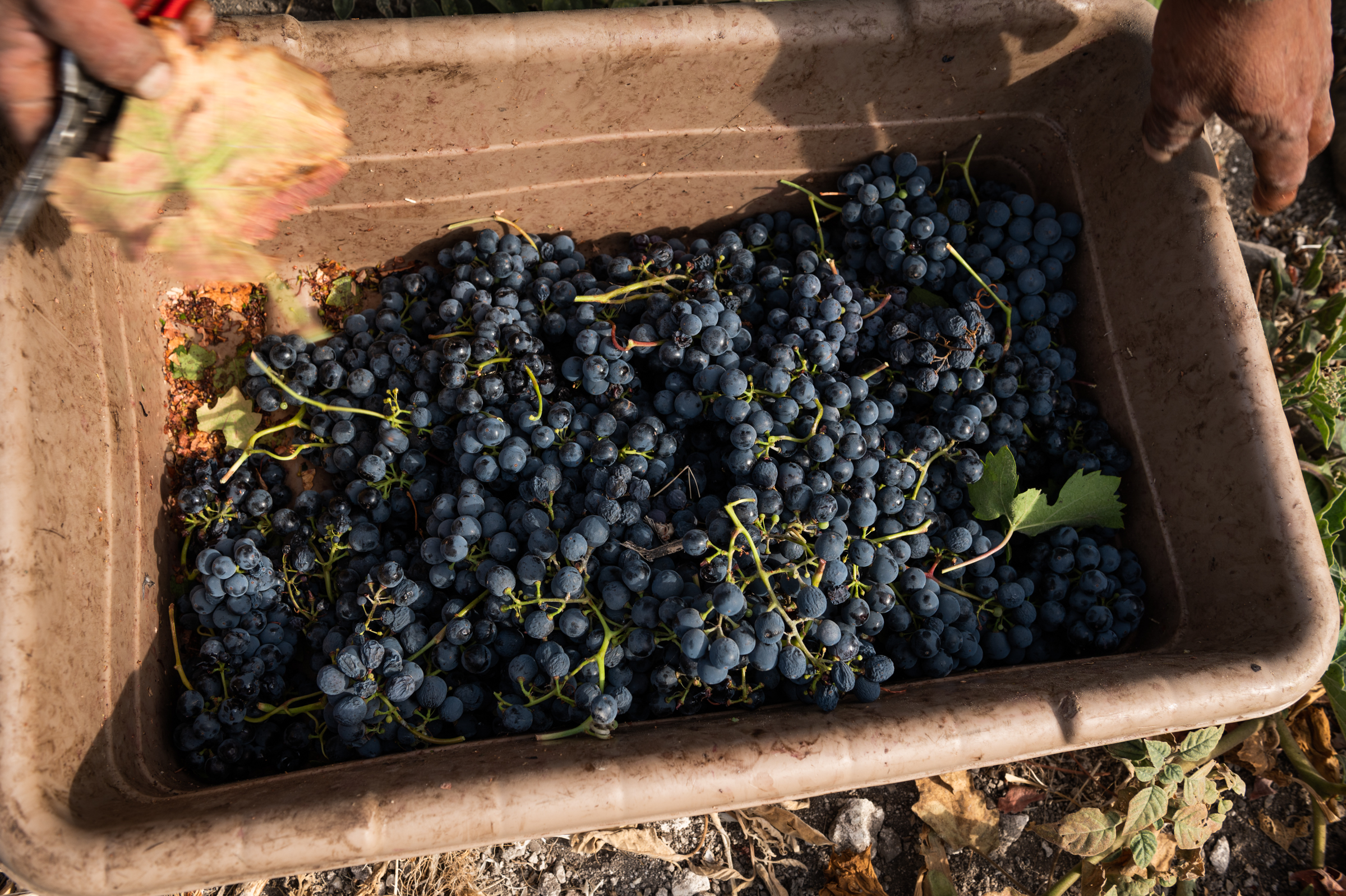 Wine grapes are cut by hand and placed in a bin during harvest