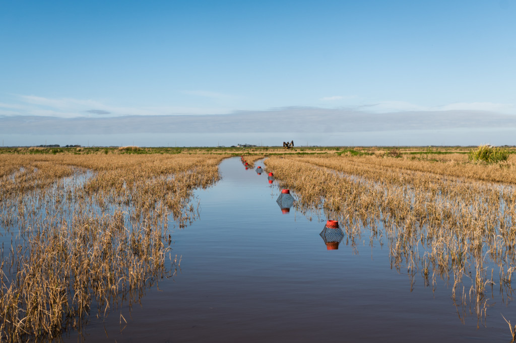 A trail of crawfish traps, as seen from the front of the harvest boat