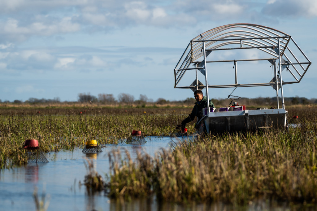 A farm worker picks up a trap while steering his boat through a narrow channel