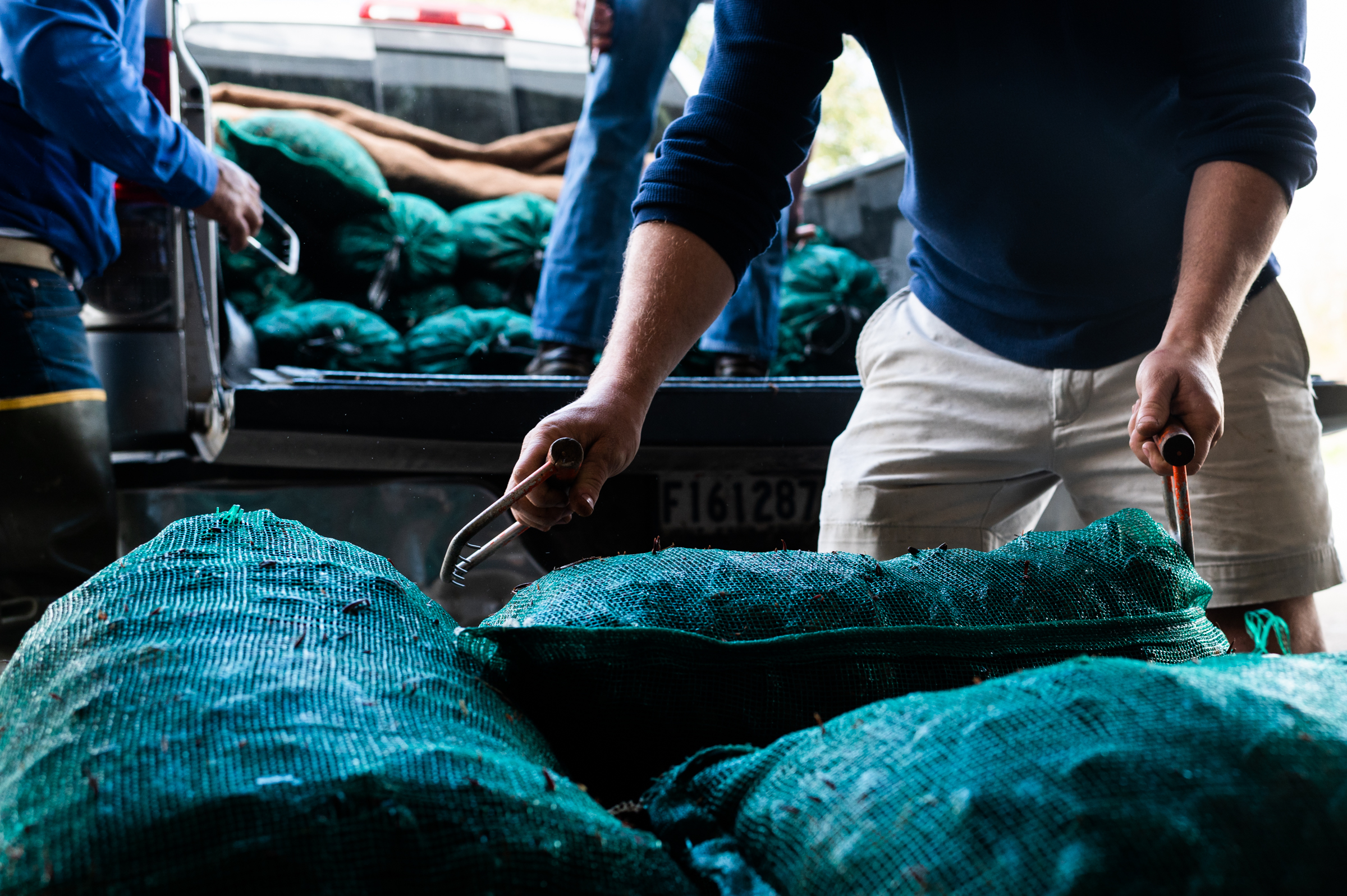 Sacks of fresh crawfish are unloaded from a truck for weighing