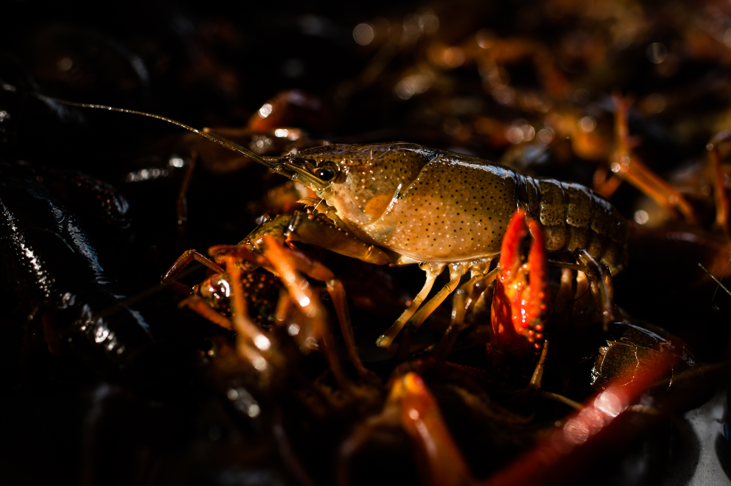 Portrait of a crawfish ready for the boil