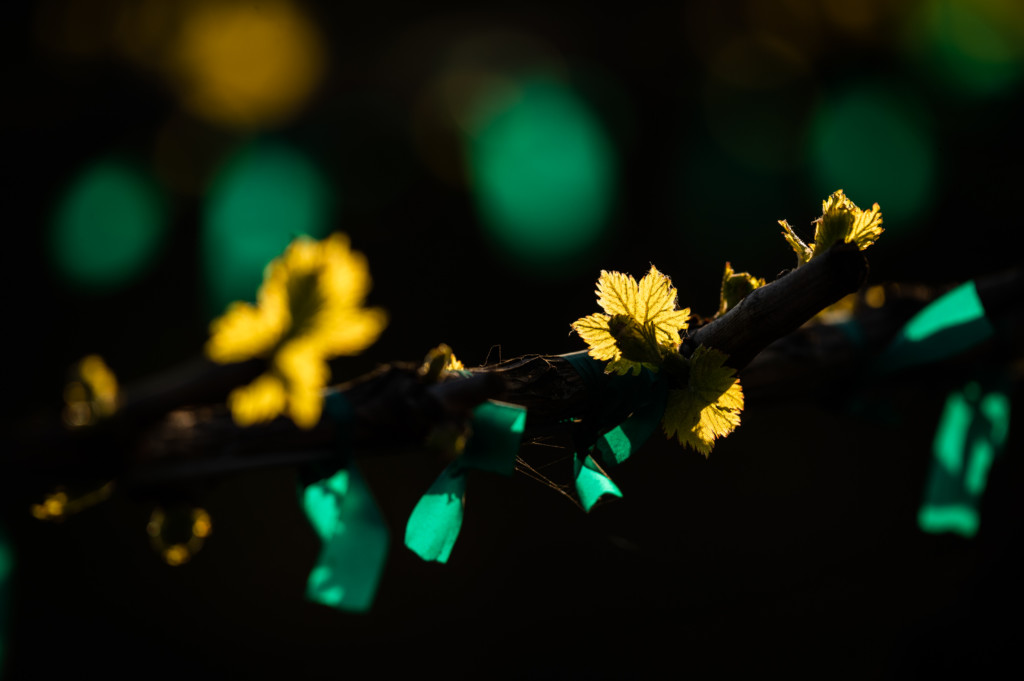 New shoots starting from old grape vines in Selma, California