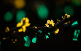 New shoots starting from old grape vines in Selma, California