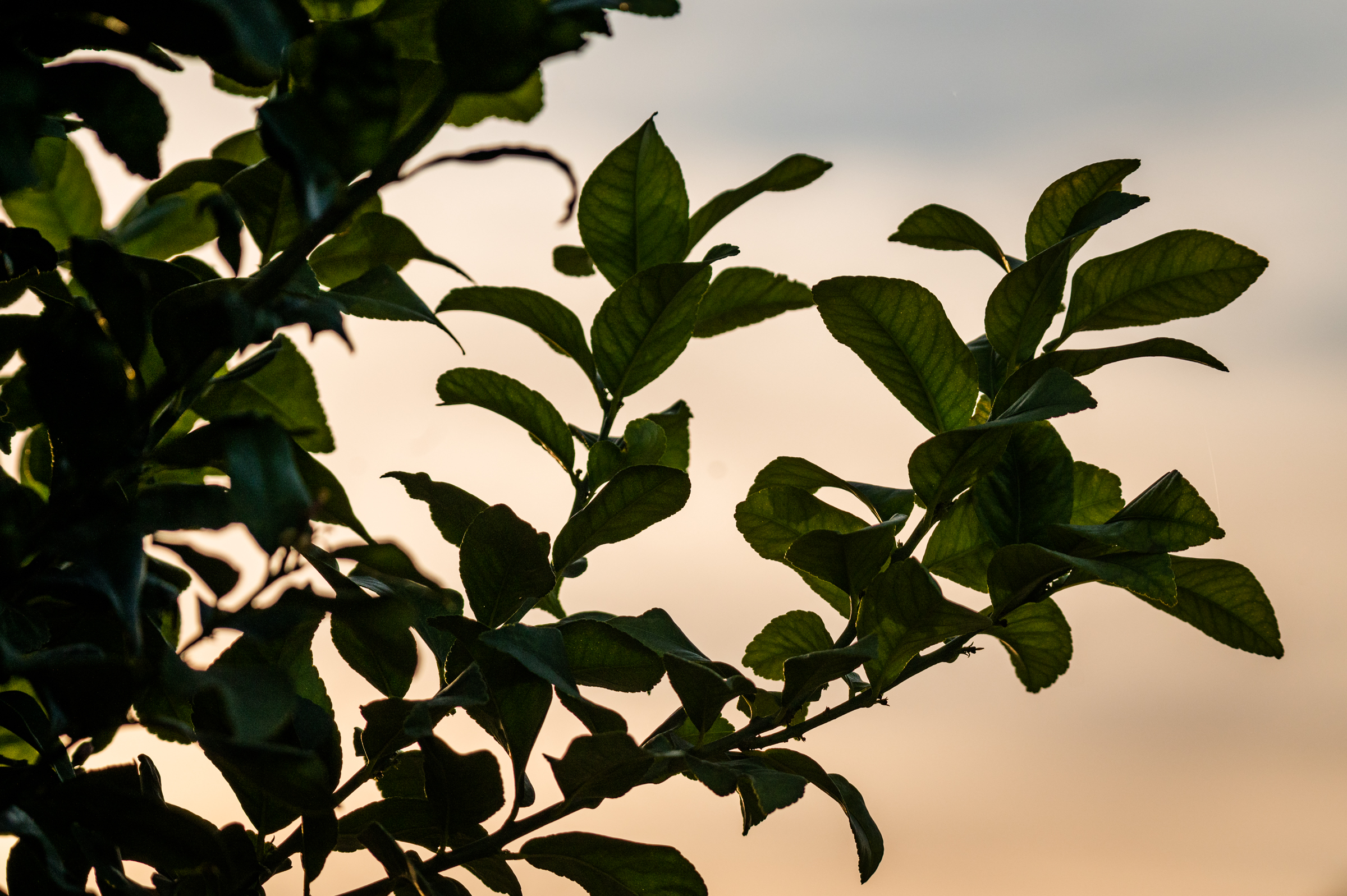 Lemon tree foliage at sunset