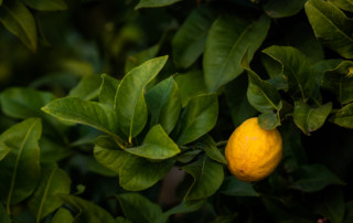 A ripe lemon on a tree in Fowler, California