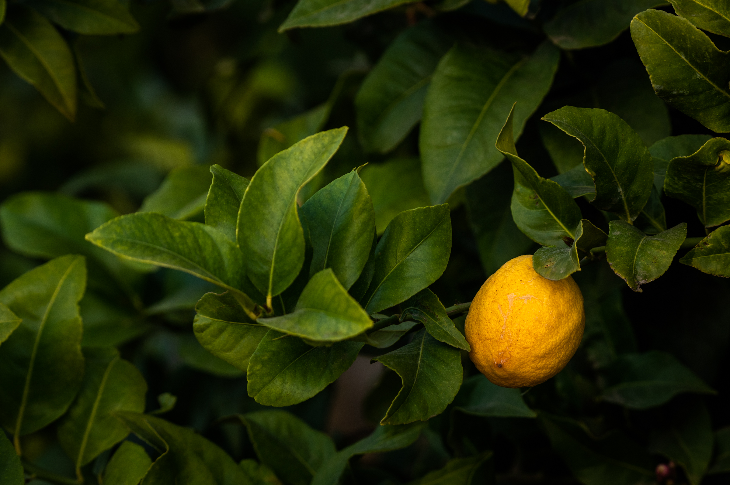 A ripe lemon on a tree in Fowler, California