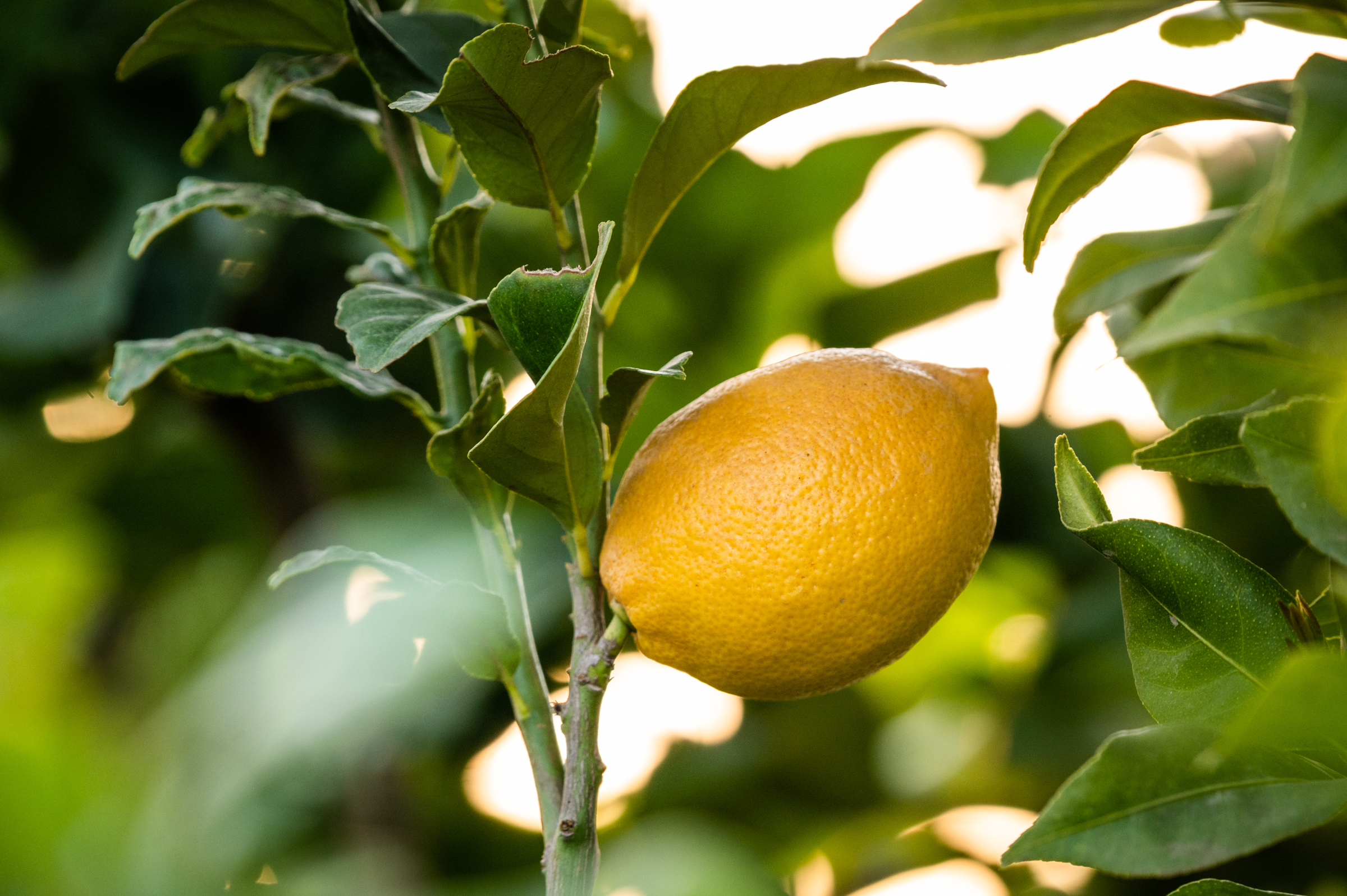 A Eureka lemon farmed by Fowler Packing in central California