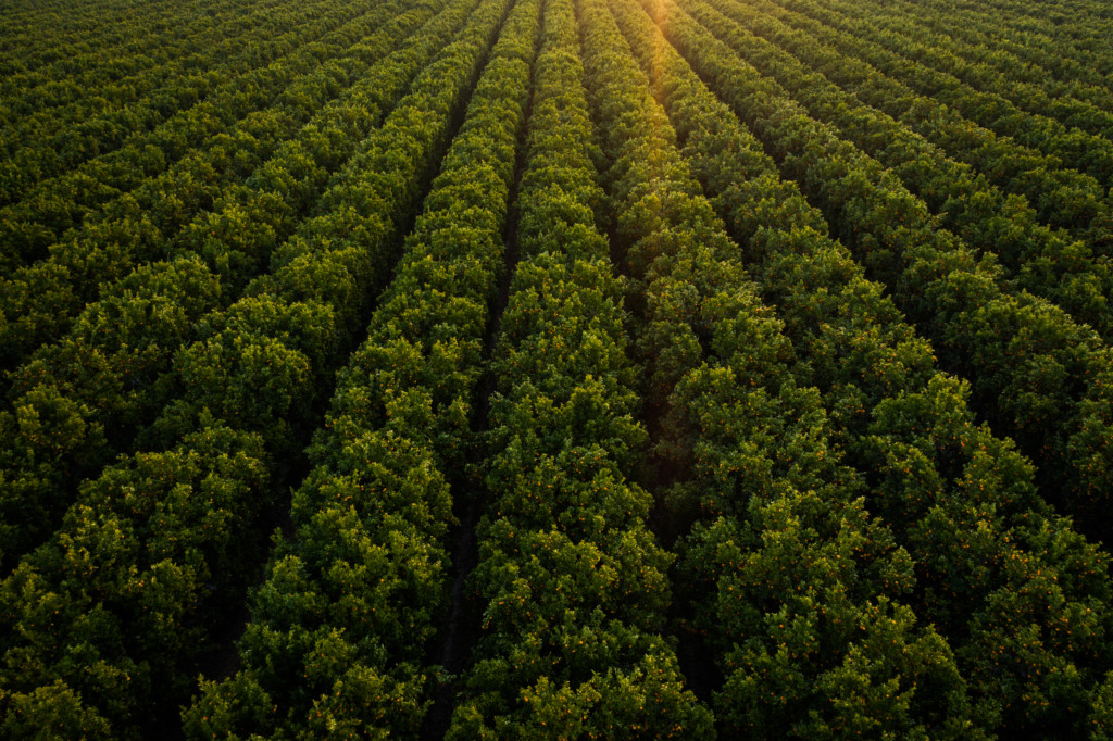 An orchard of mature mandarin trees in central California