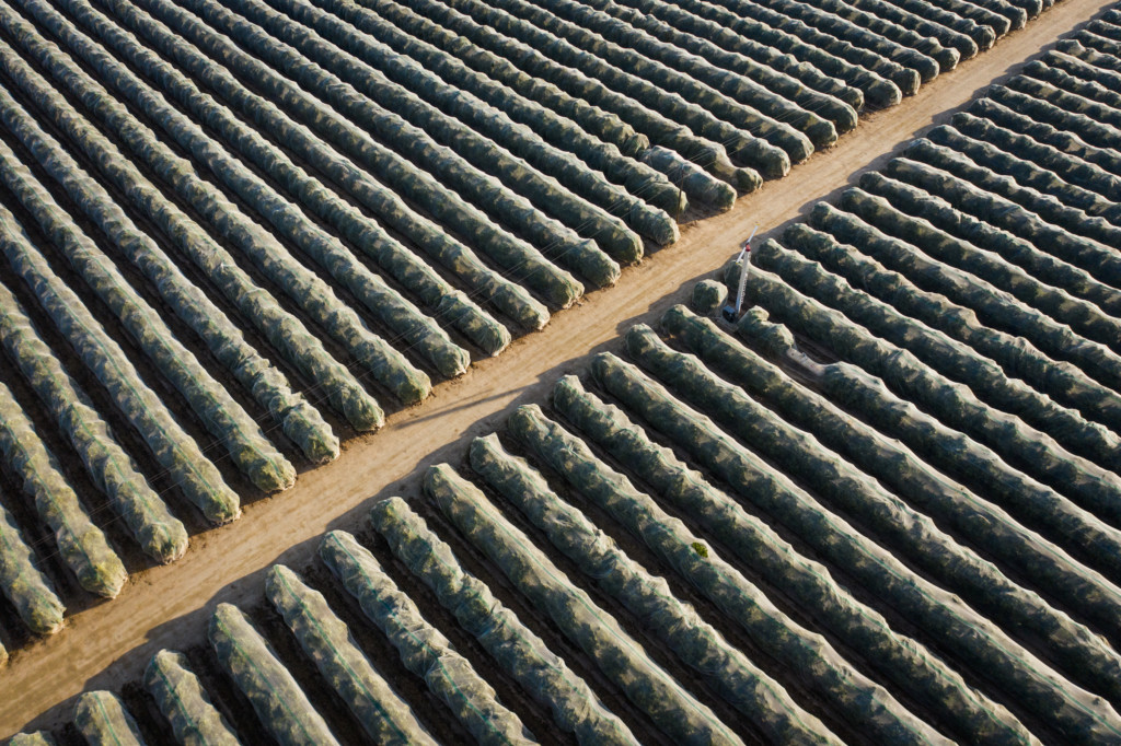 Rows of netted citrus trees near Fresno