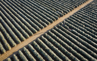 Rows of netted citrus trees near Fresno