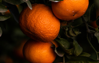 Ripe easy-peel mandarins ready for harvest near Fresno, California