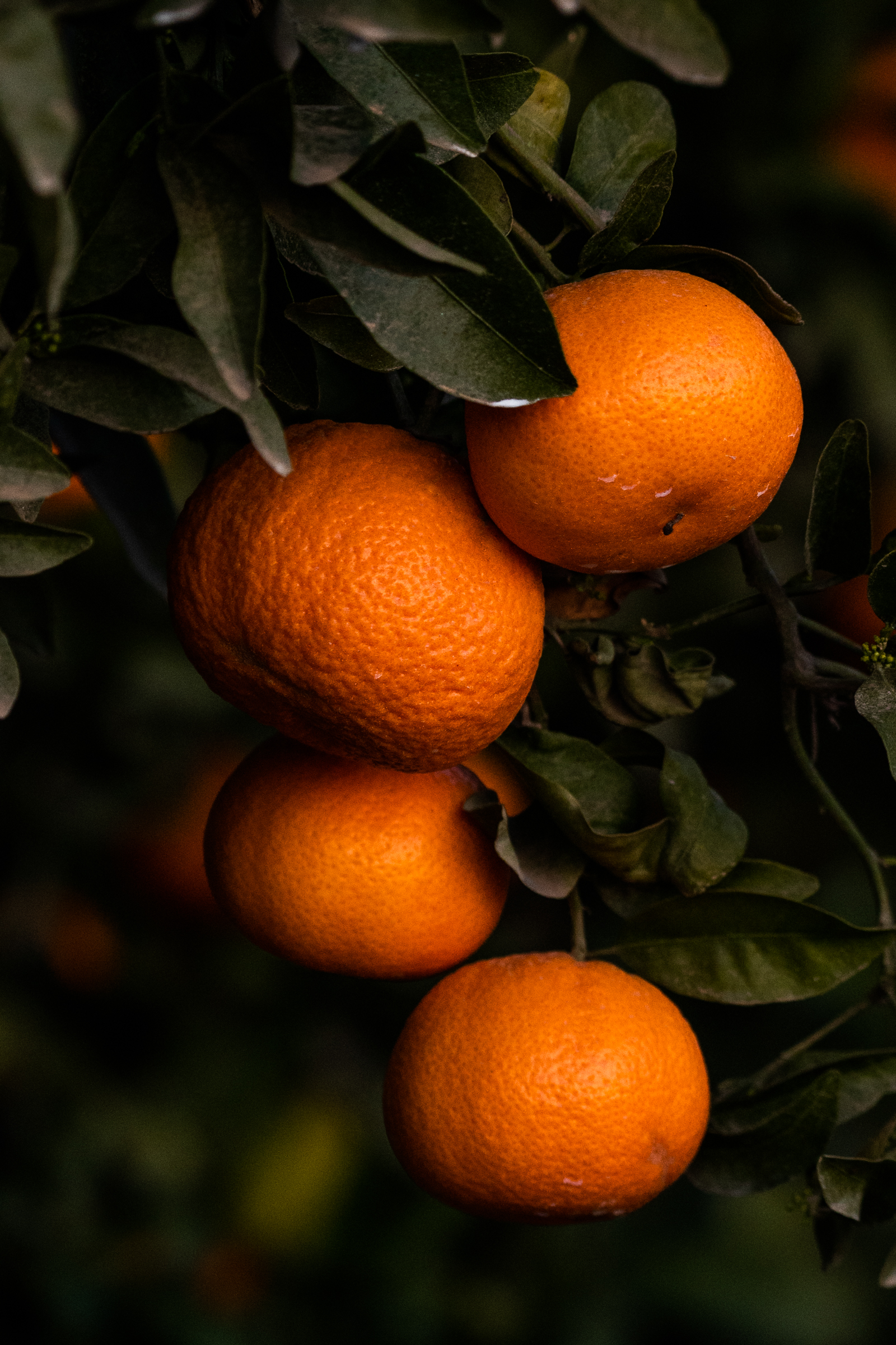 Ripe easy-peel mandarins ready for harvest near Fresno, California
