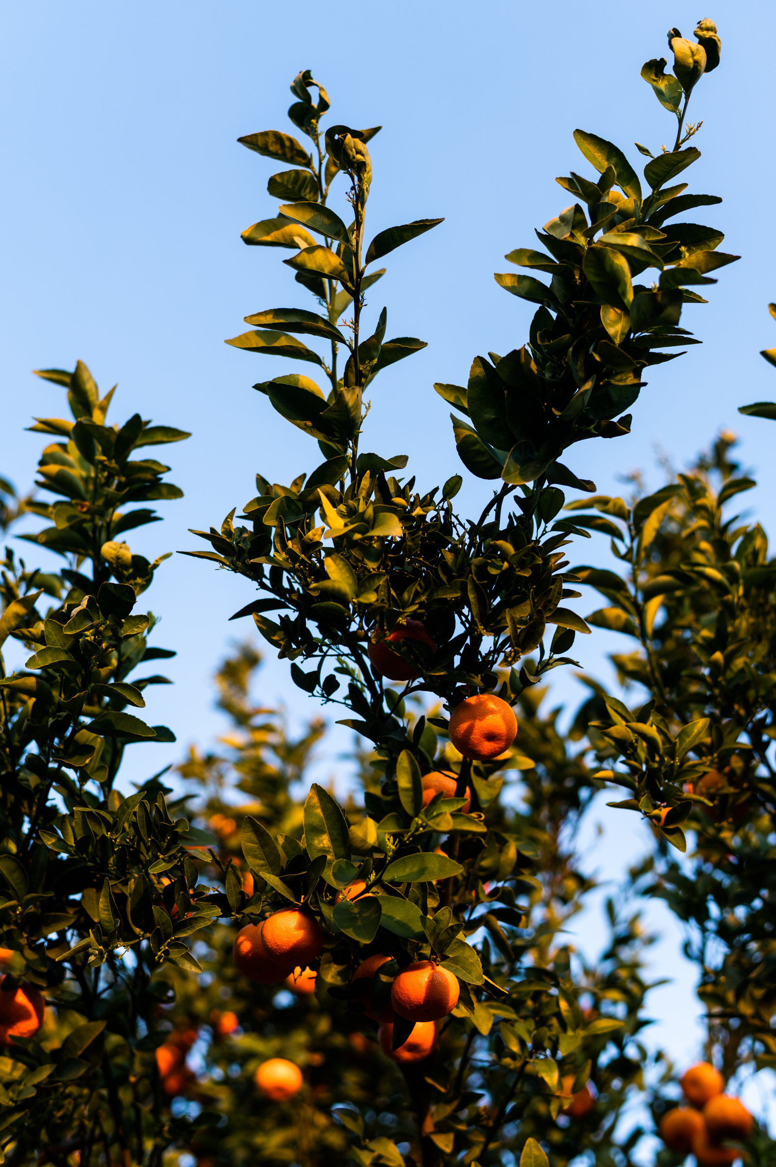 Citrus trees ready for harvest in California's Central Valley