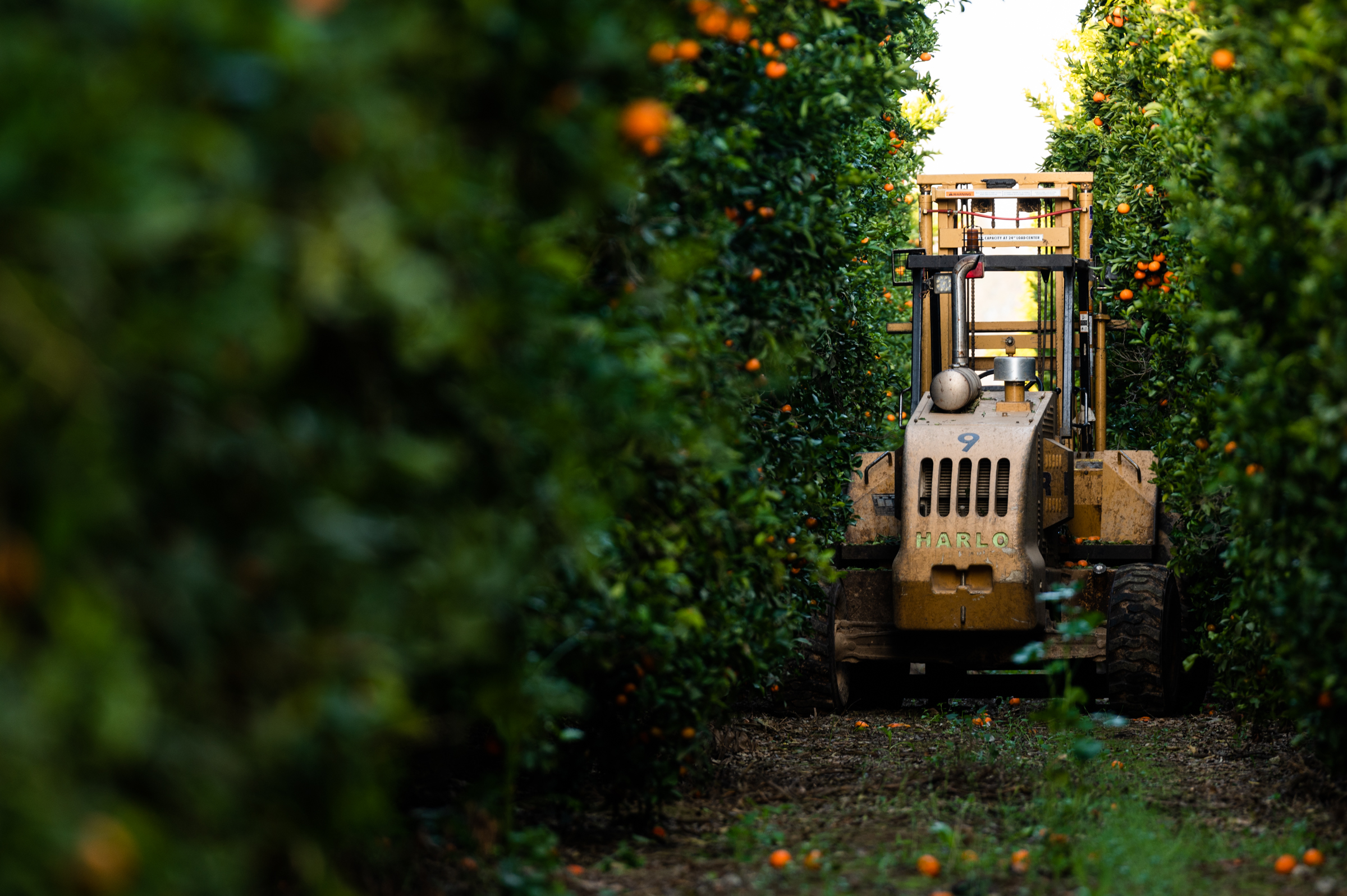 A forklift used for harvest parked in between rows of citrus trees