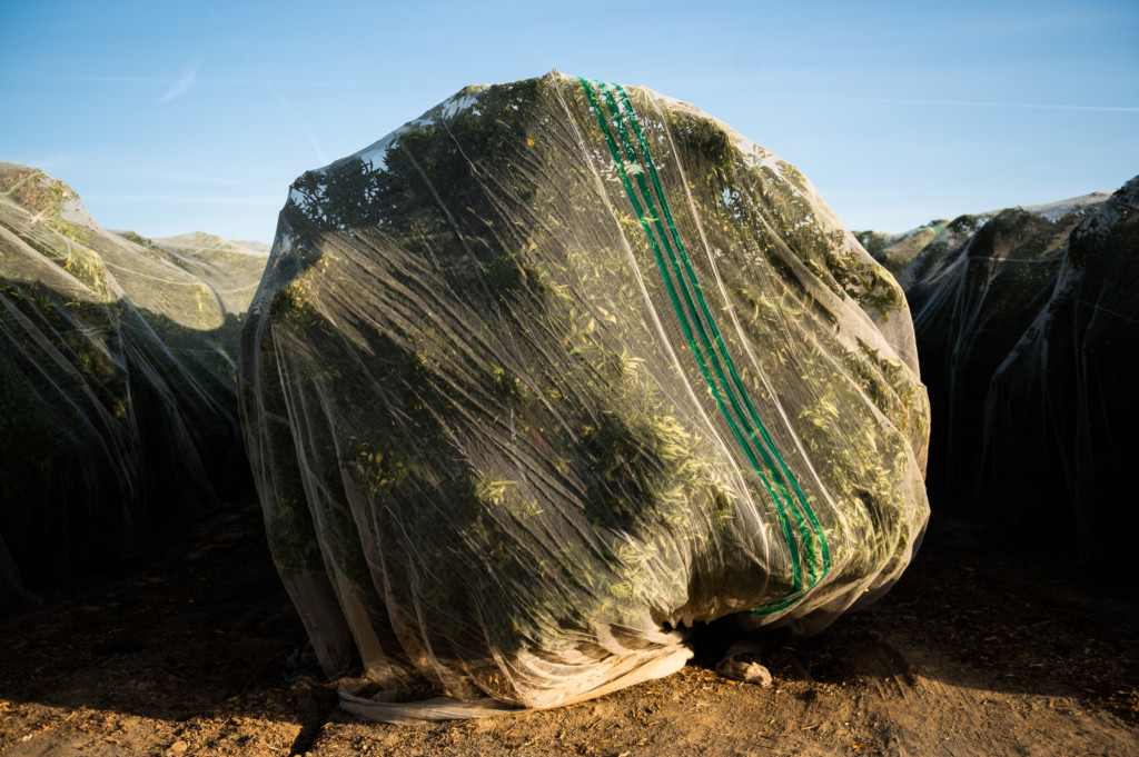 Detail of a clementine tree under protective netting