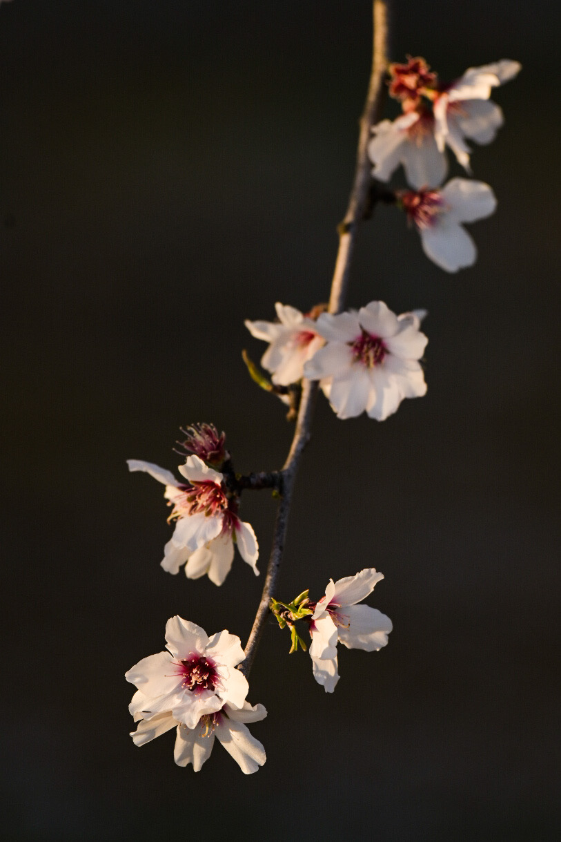 Detail of almond blossoms in the Central Valley