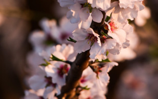 A almond tree limb filled with blossoms