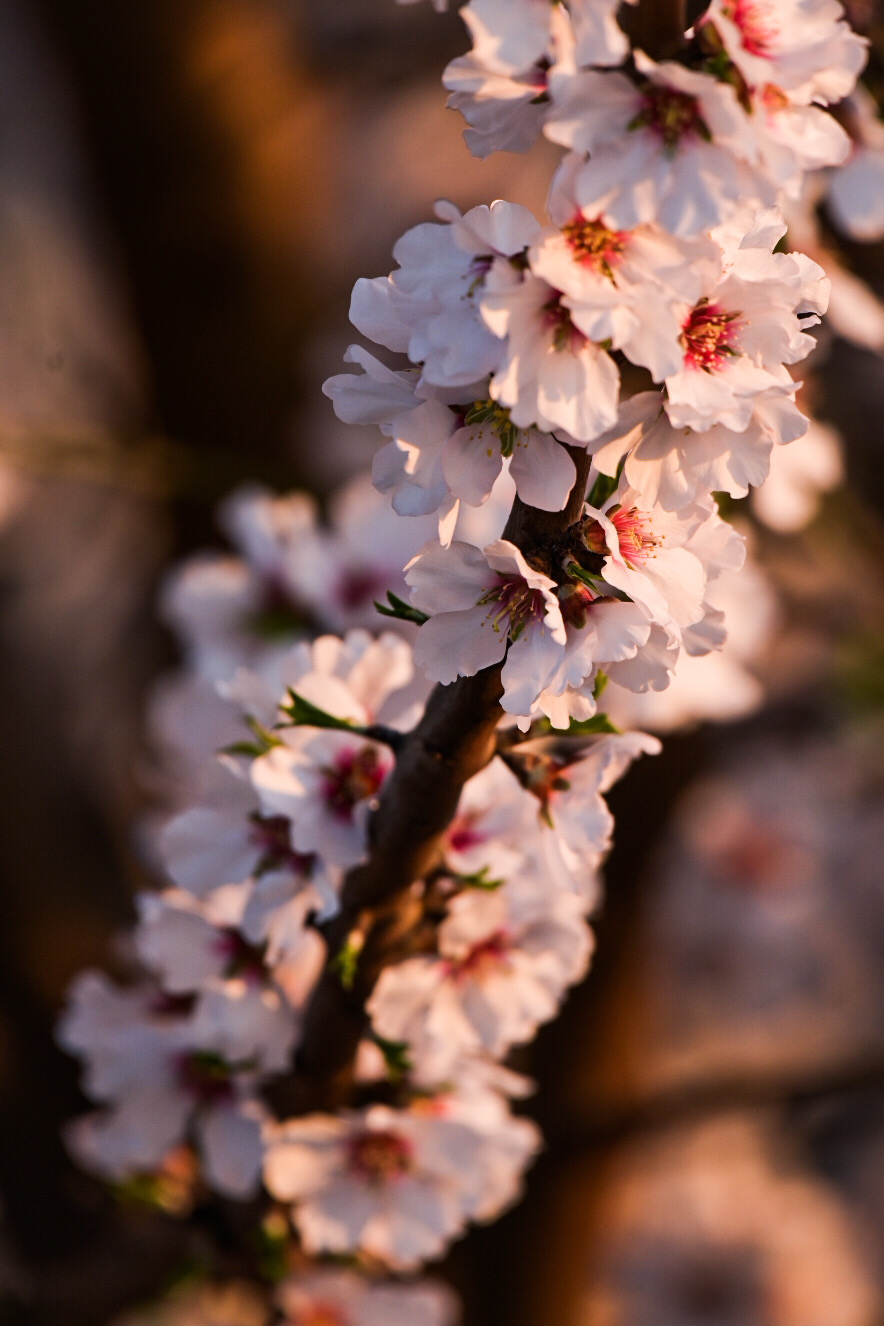 A almond tree limb filled with blossoms