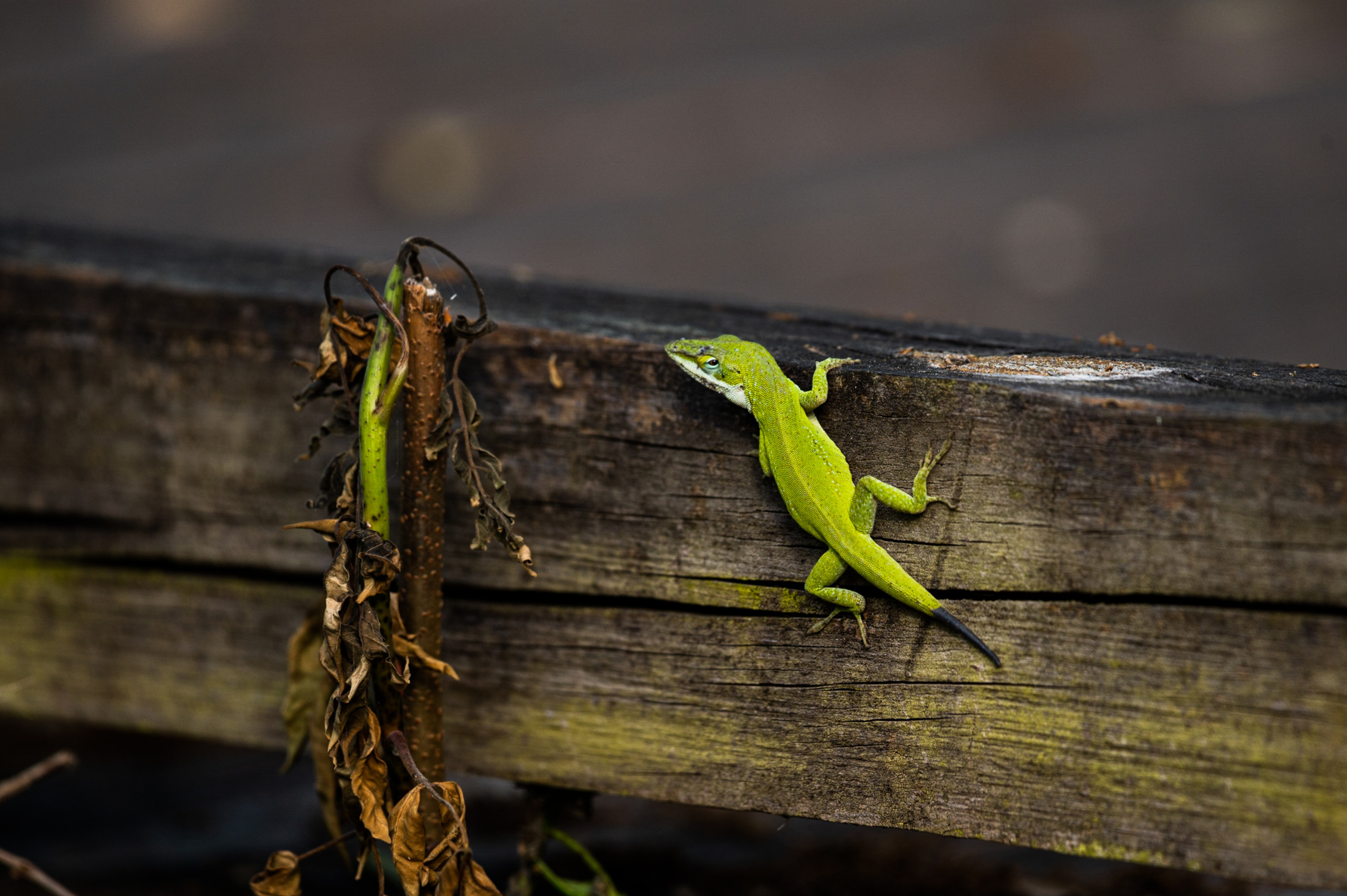 Green lizard with a newly-regrown tail