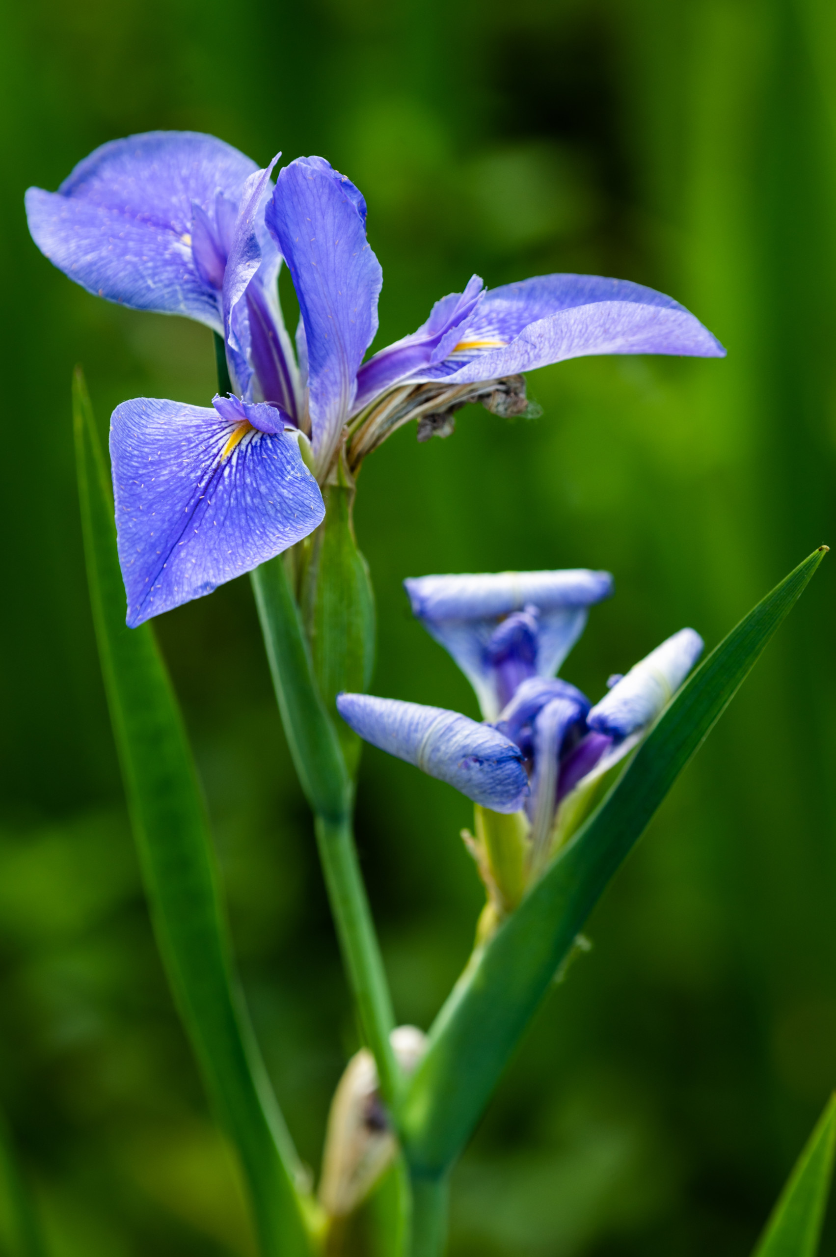 A blue iris grows in the marsh along Bayou Sauvage