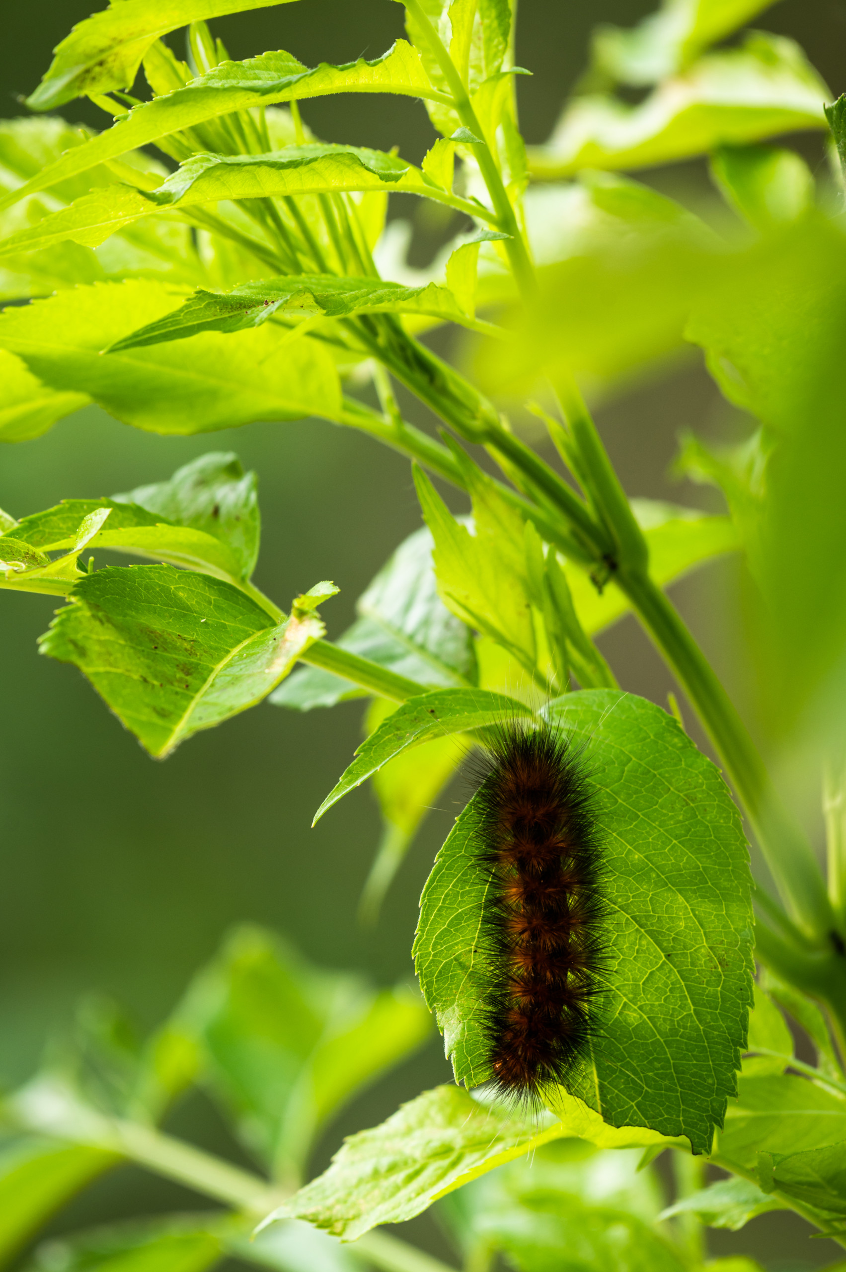 A caterpillar feeds on leaves