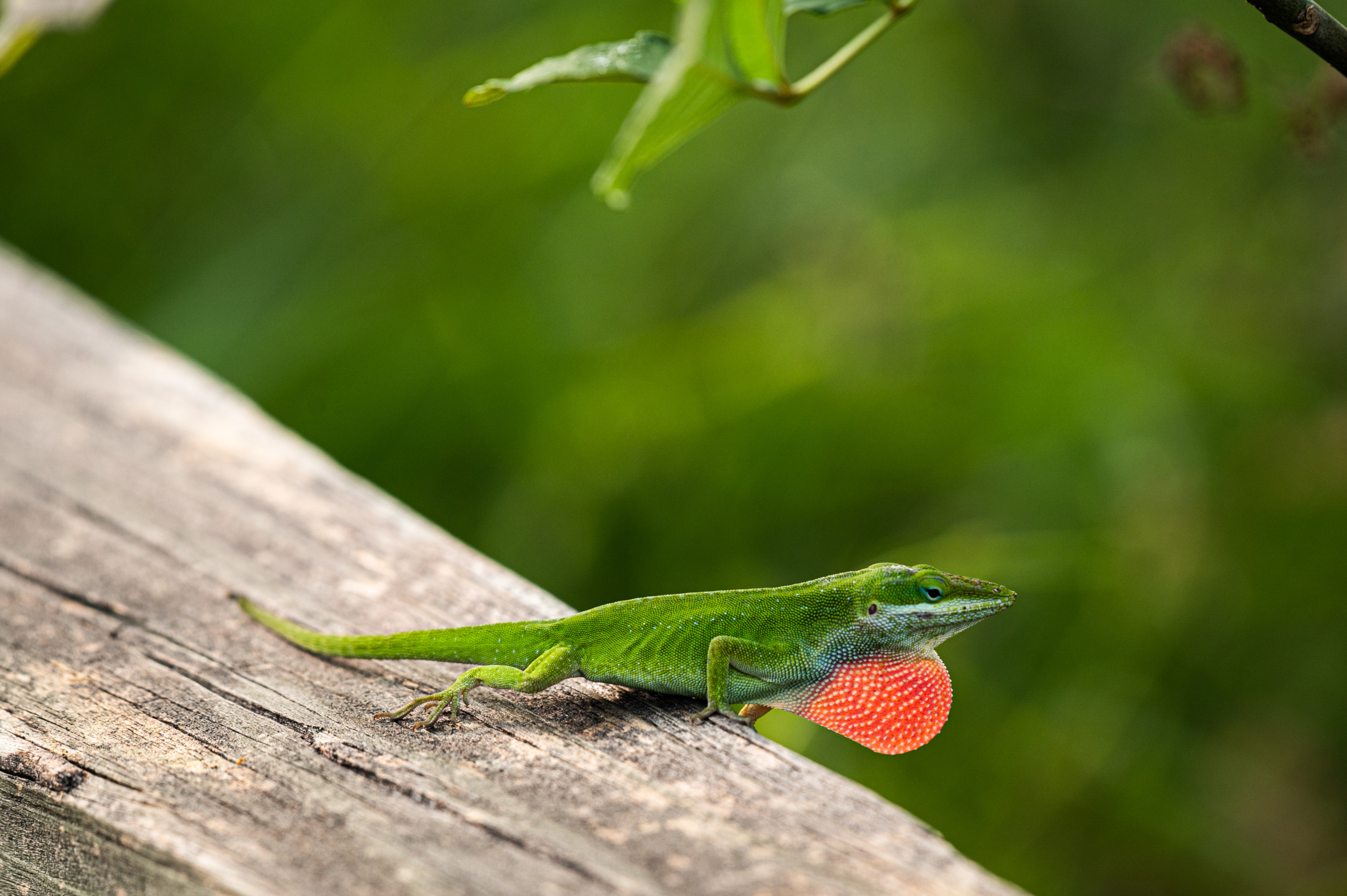 A green anole shows off his red throat