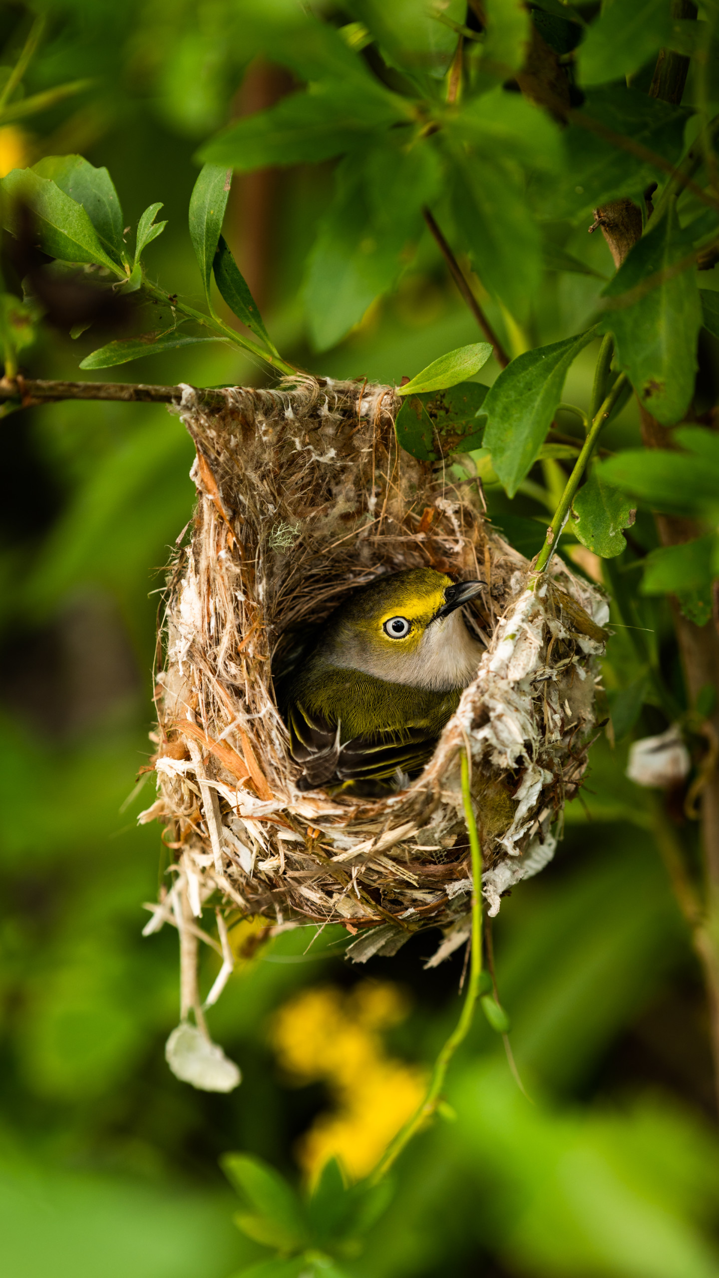 A juvenile warbler nests near the trail in Bayou Sauvage