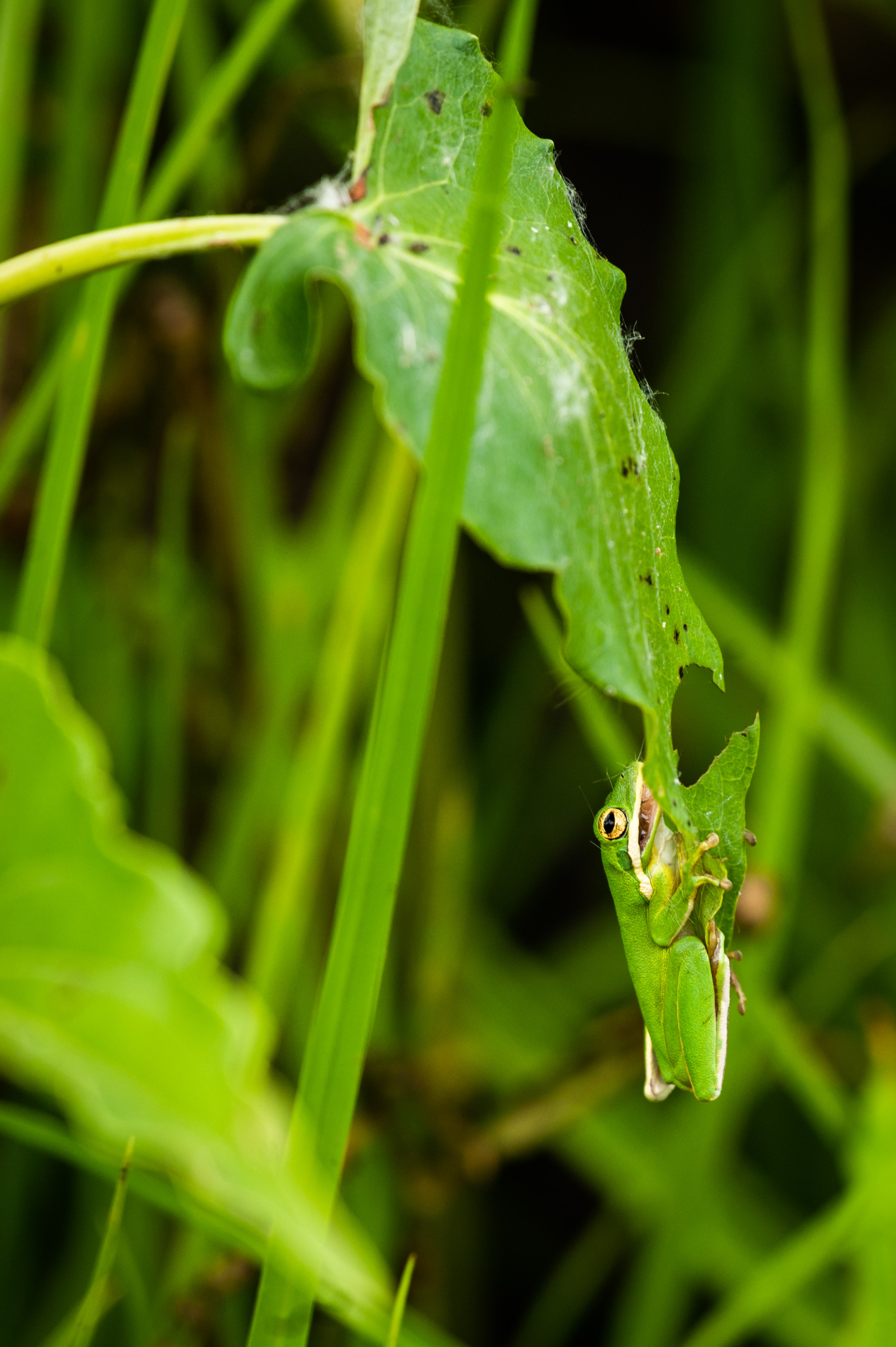 A small frog eats while perched on a leaf