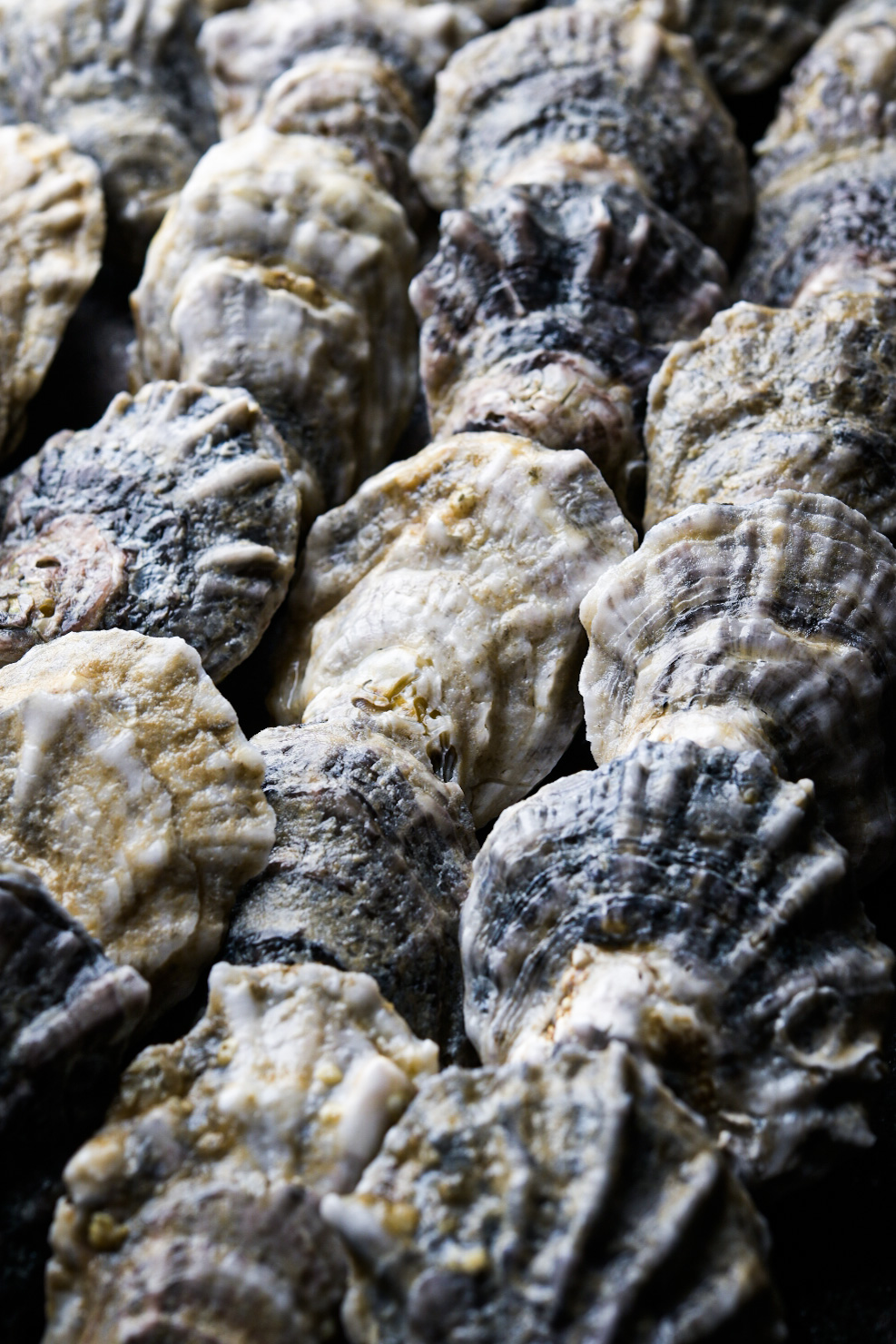 Rows of Southern Belle oysters packed for delivery