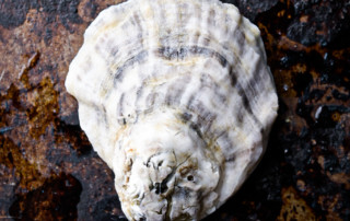 Photo of an oyster harvested by Grand Isle Sea Farms