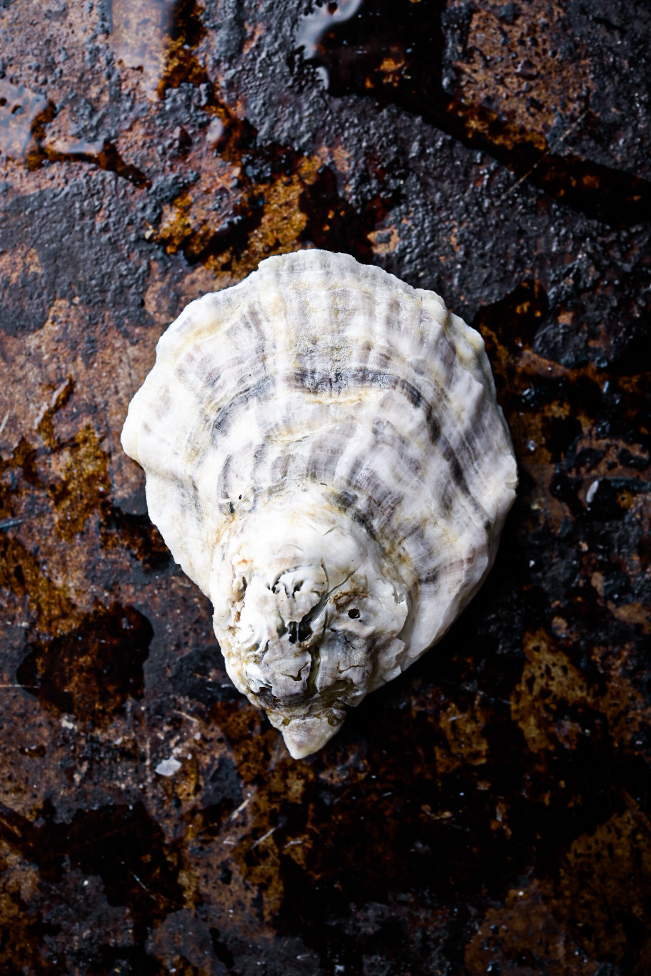 Photo of an oyster harvested by Grand Isle Sea Farms