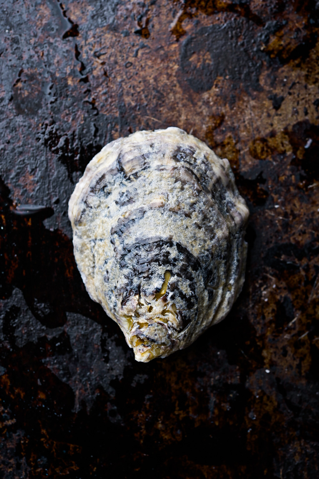 Details of an off-bottom oyster harvested in Grand Isle, Louisiana