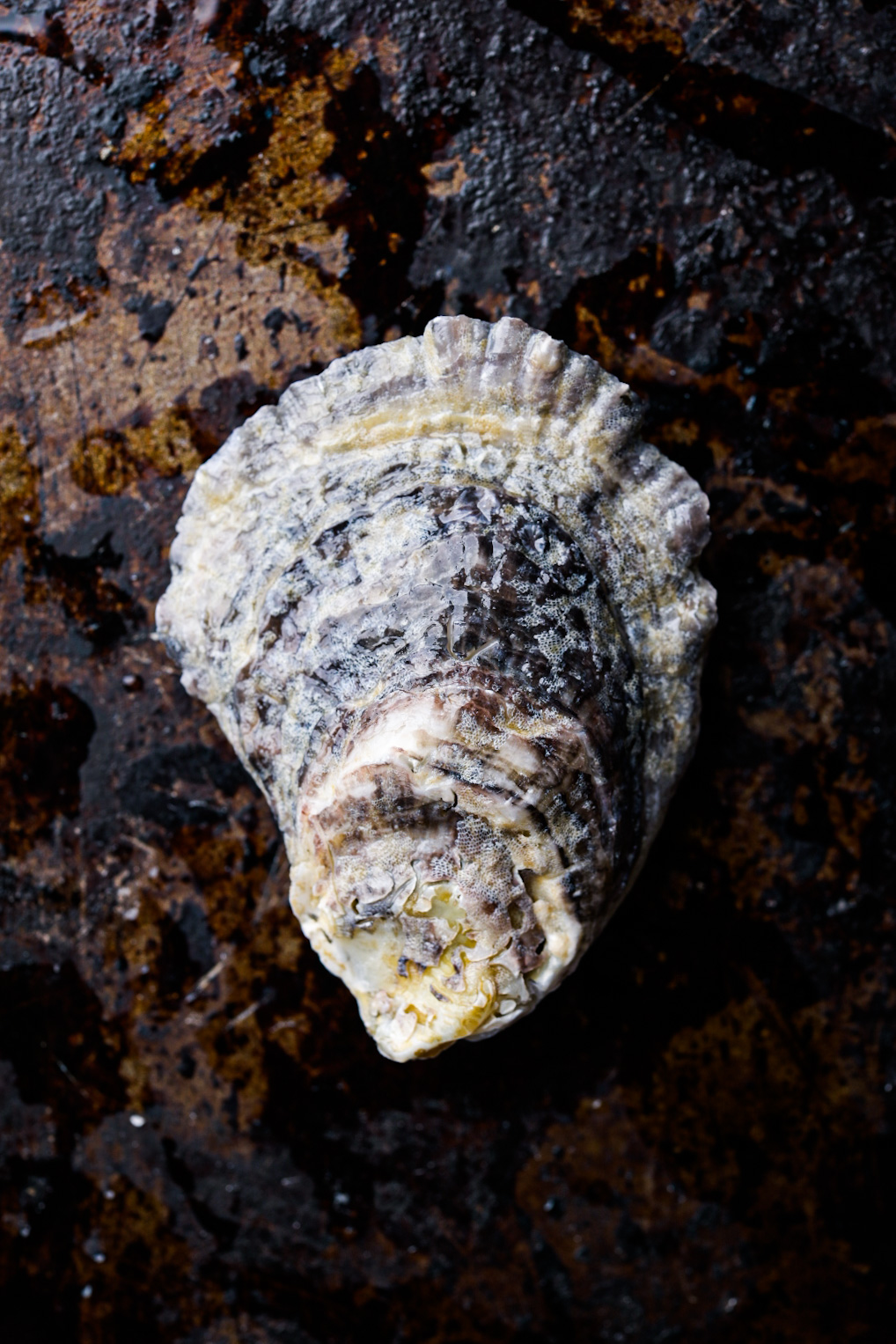 Portrait of a Southern Belle oyster