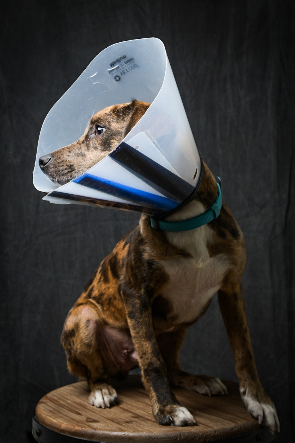 A catahoula-terrier mix in a vet cone poses for a studio portrait