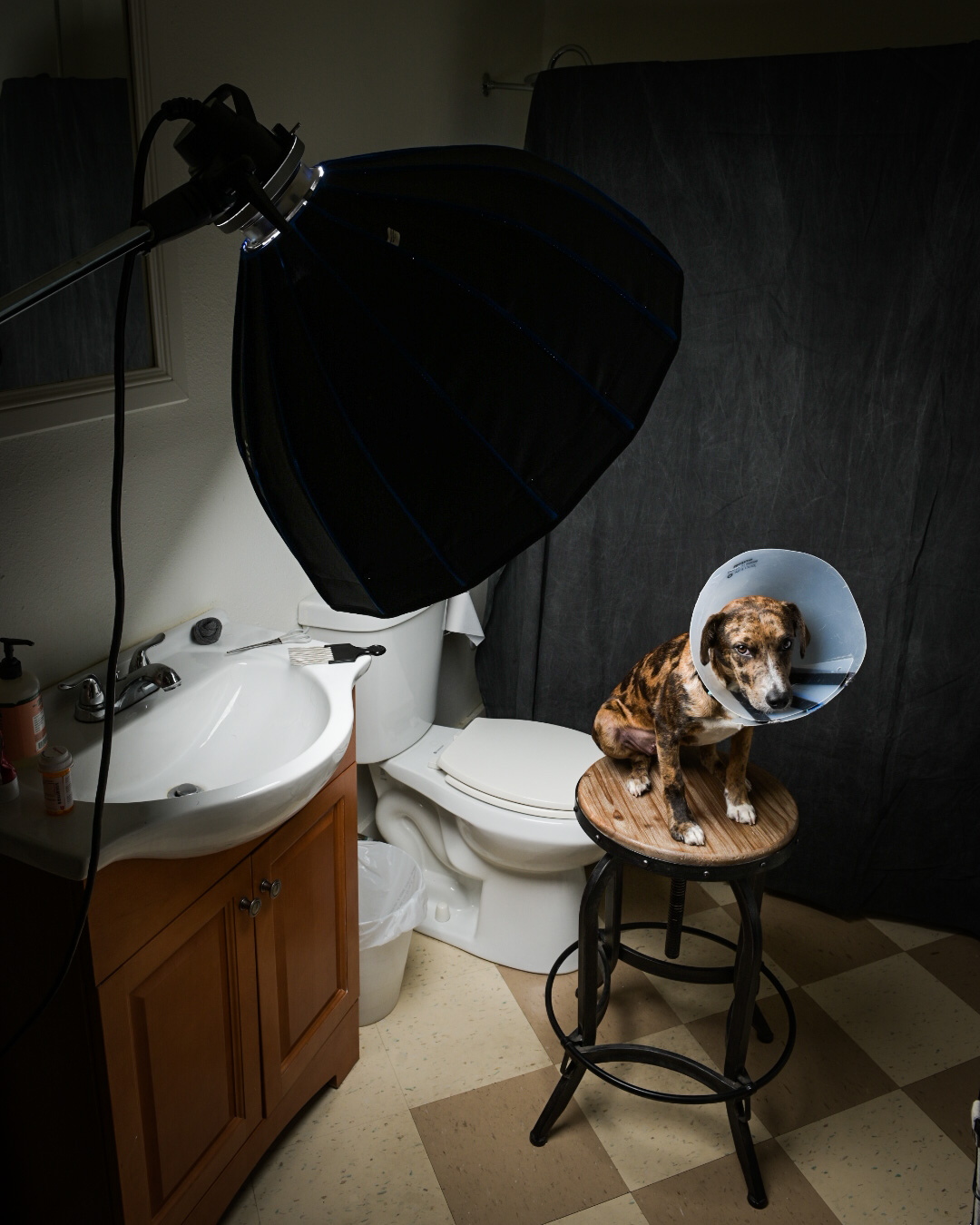 Behind the scenes of a bathroom converted in to a dog portrait studio