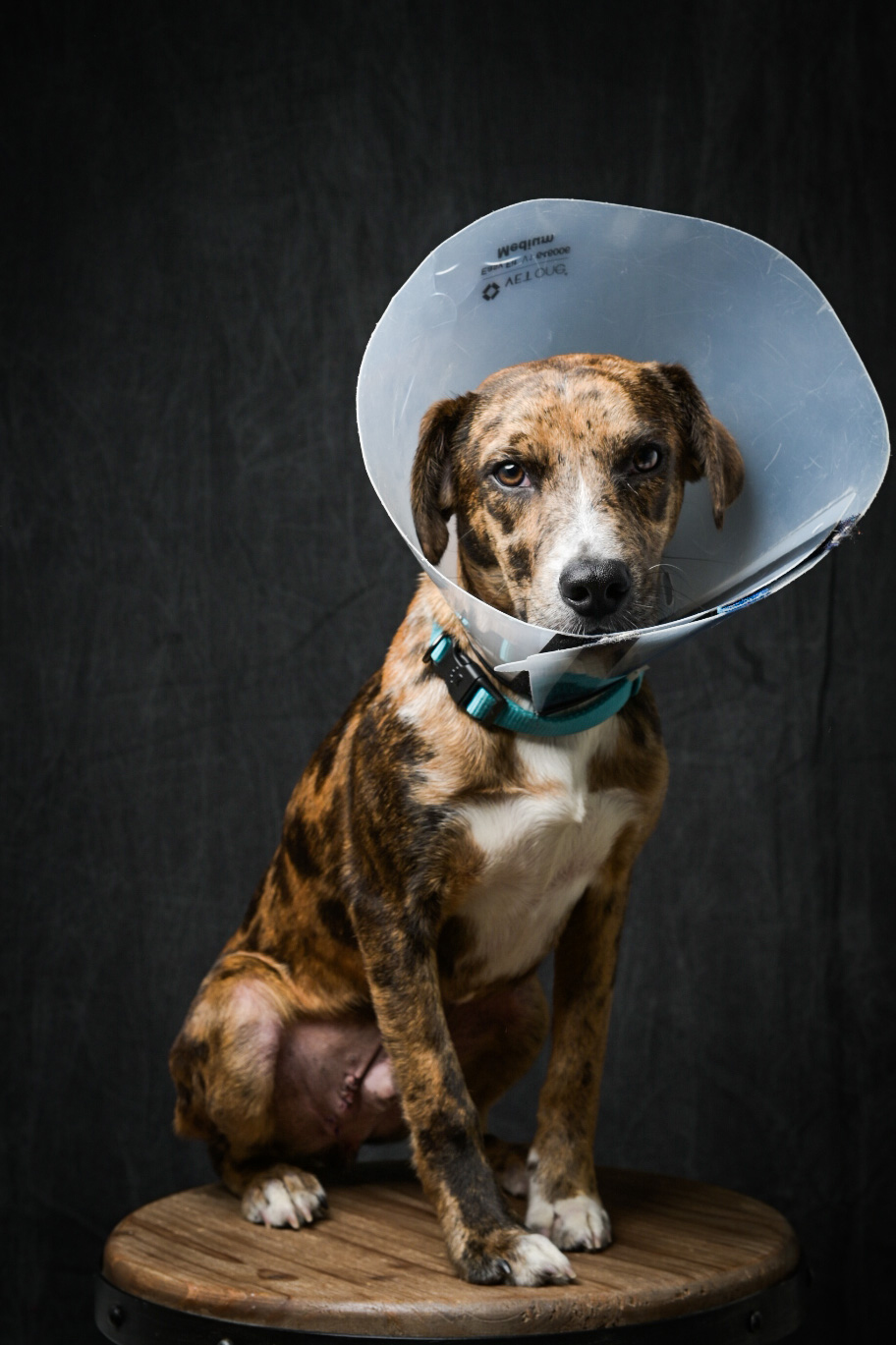 Buddy Lee, a rescue pup from Take Paws, poses for his first official portrait