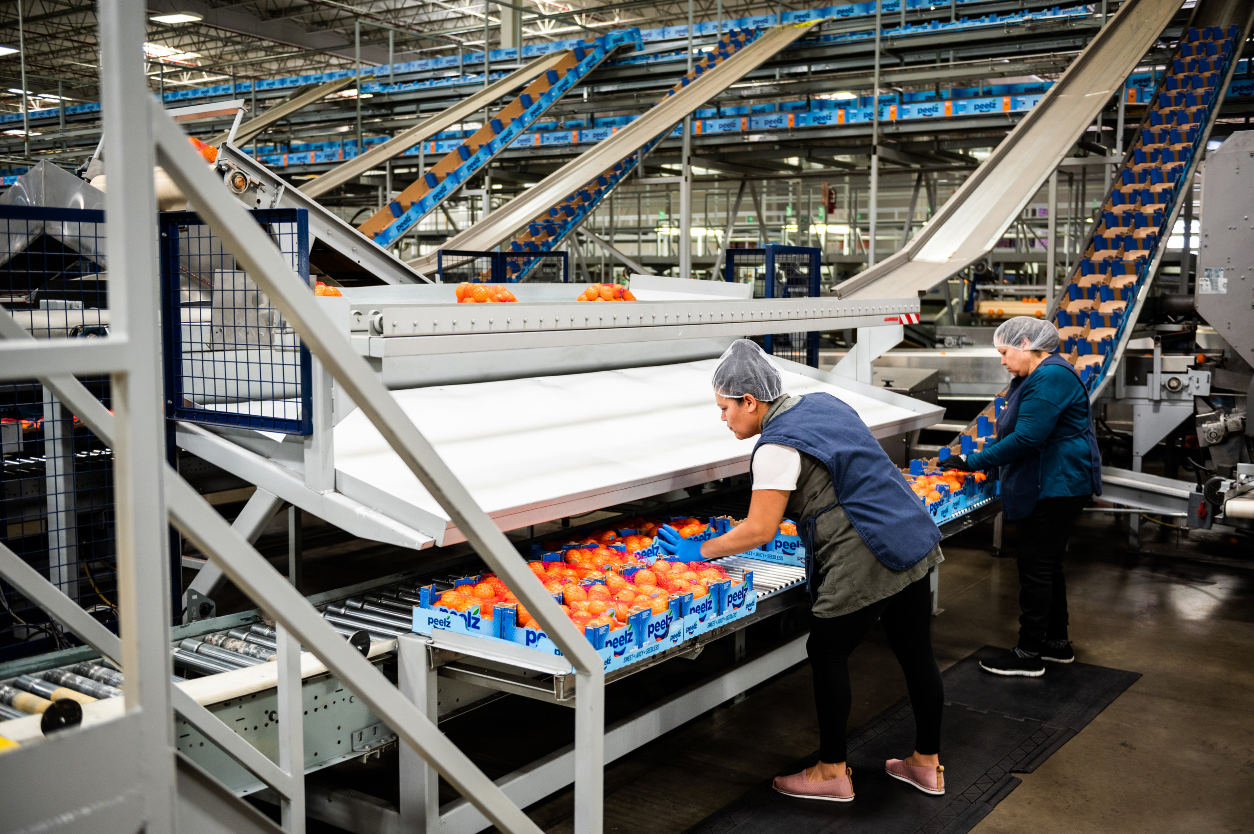 Fowler Packing employees load bags of mandarins in to boxes