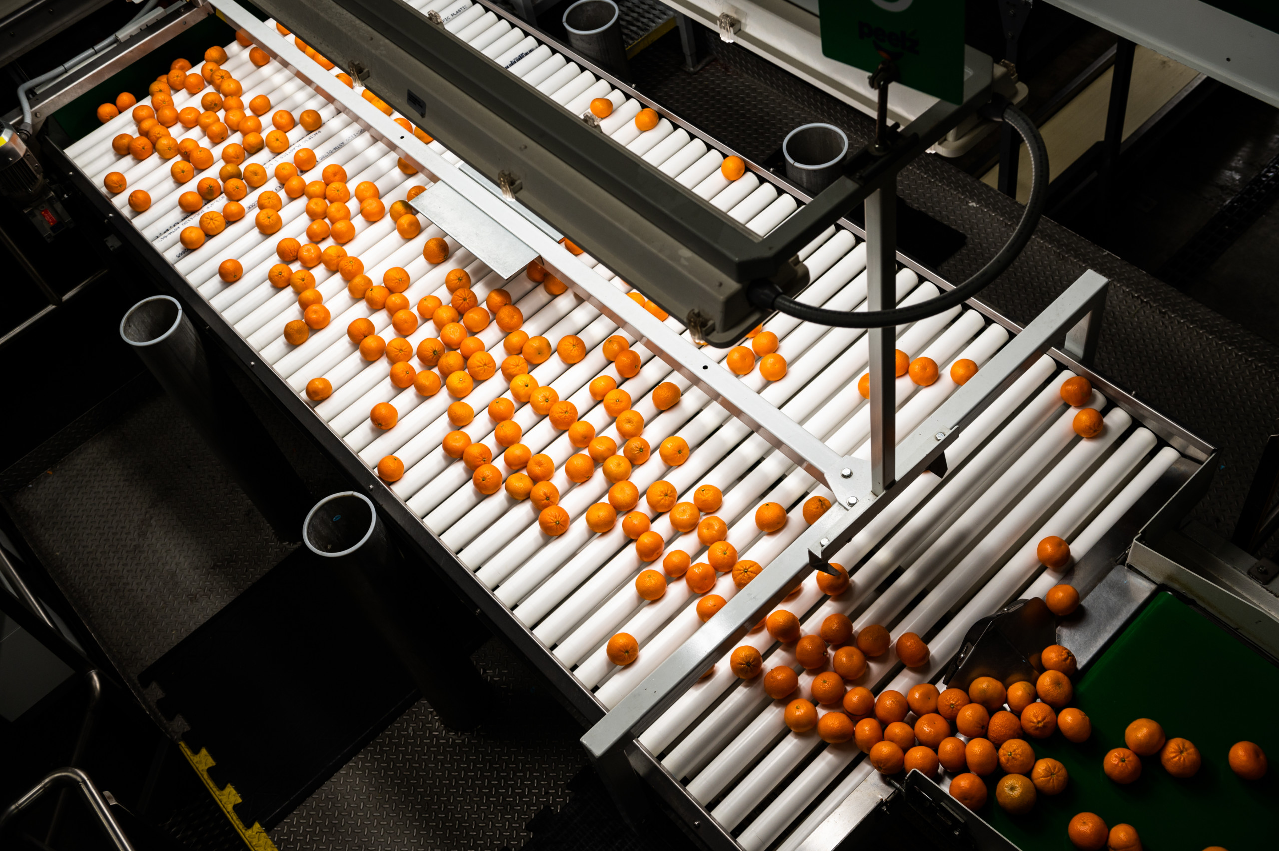 Once the fruit is washed, it's inspected and sorted for size