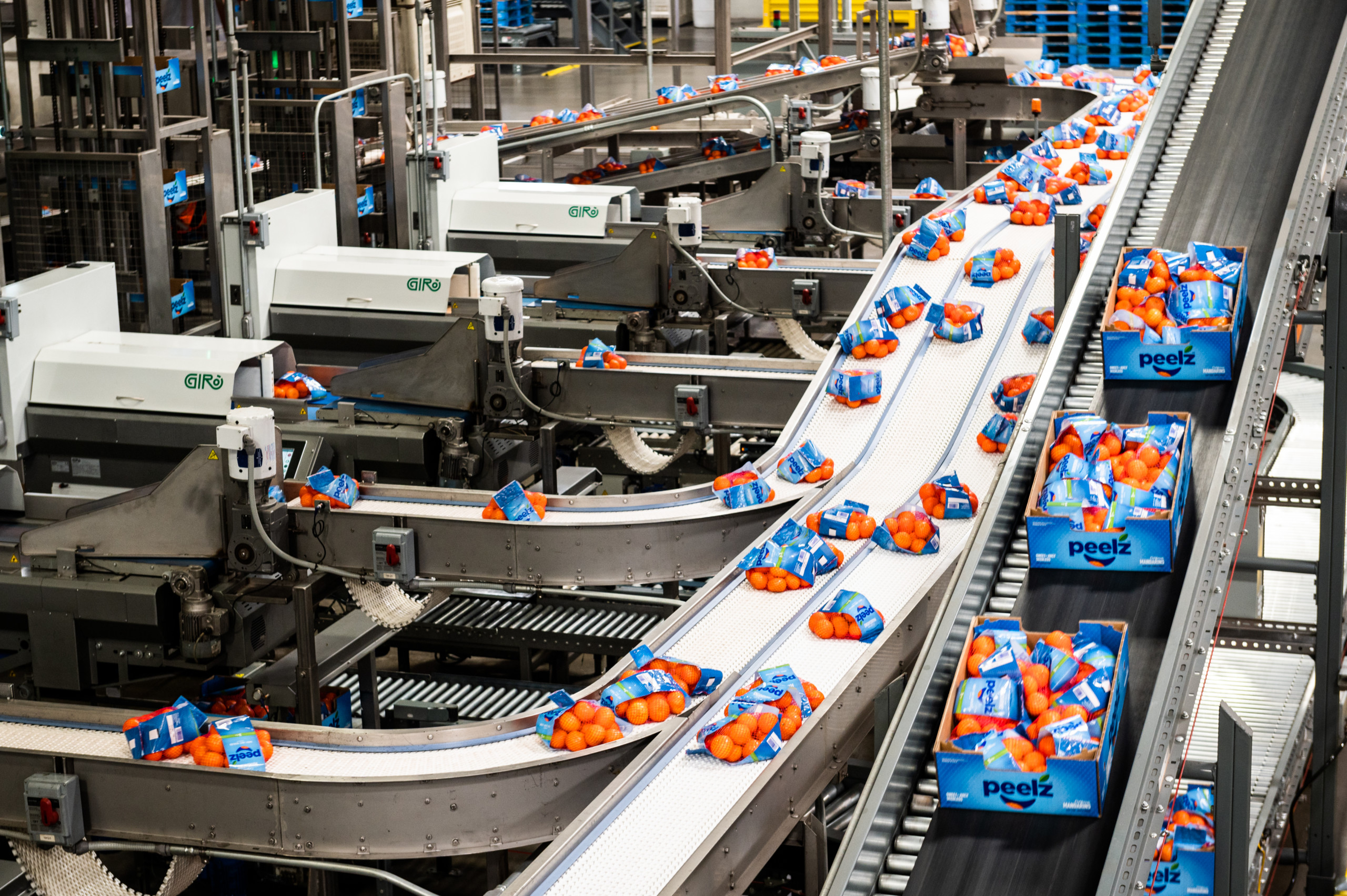 Bags and boxes of mandarins moving throughout the packing facility