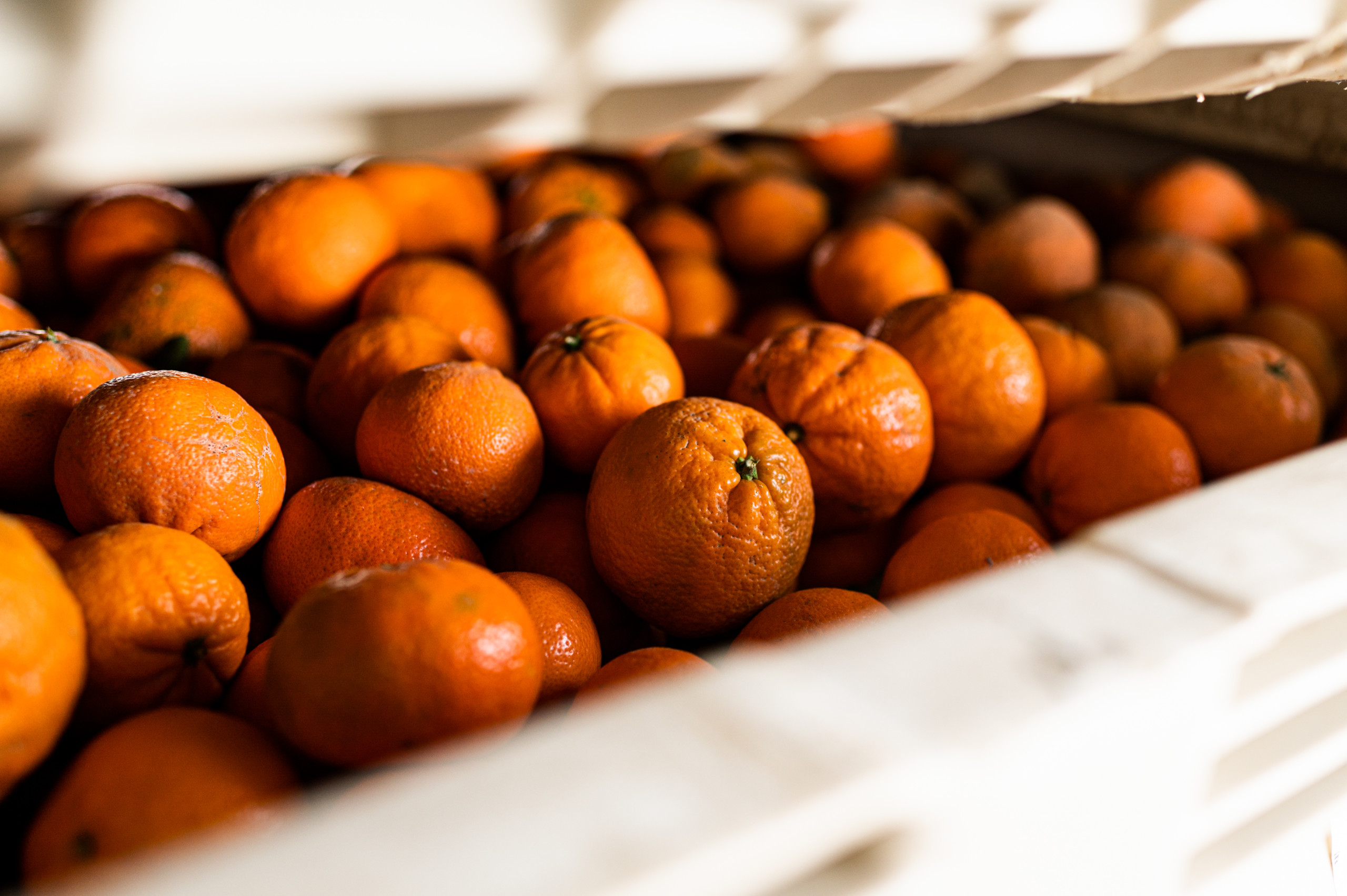 Freshly picked mandarins stacked in produce bins