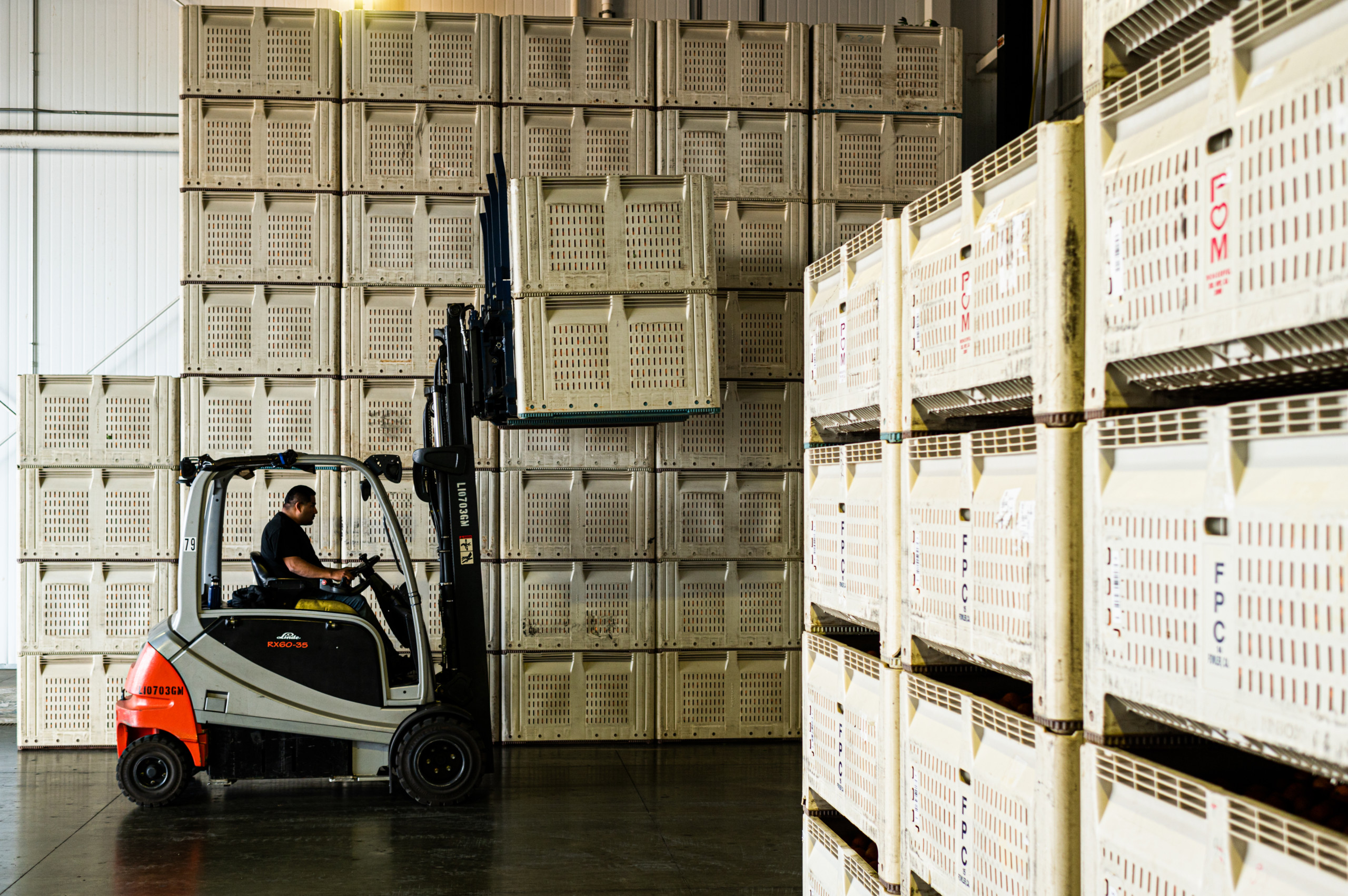 Bins of fresh mandarins are offloaded into a cold storage area