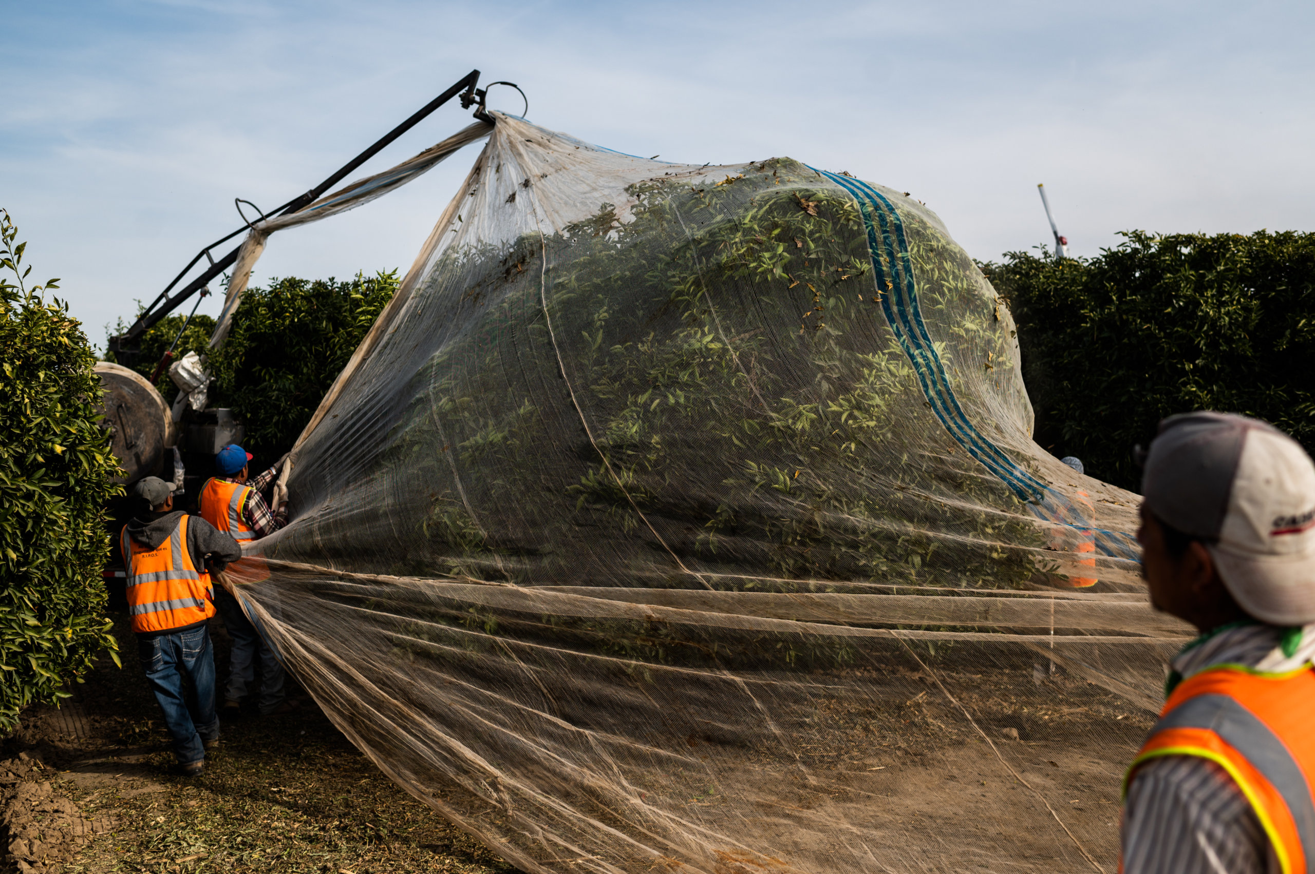 The field crew helps spread the nets that will keep fruit from pollinating