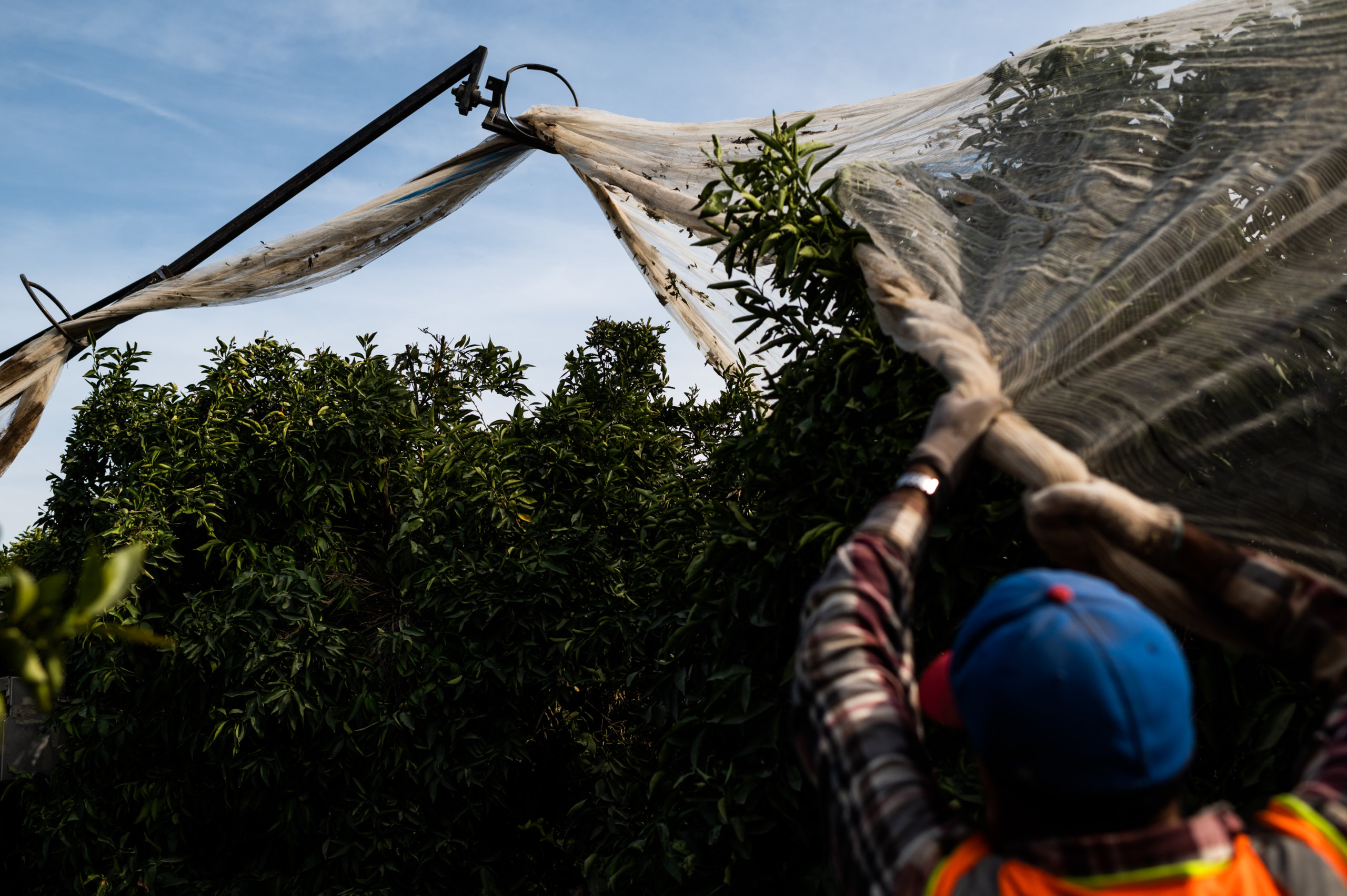 A farm worker helps guid the net around limbs