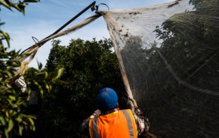 An farm worker follows a tractor, stretching a net across citrus trees