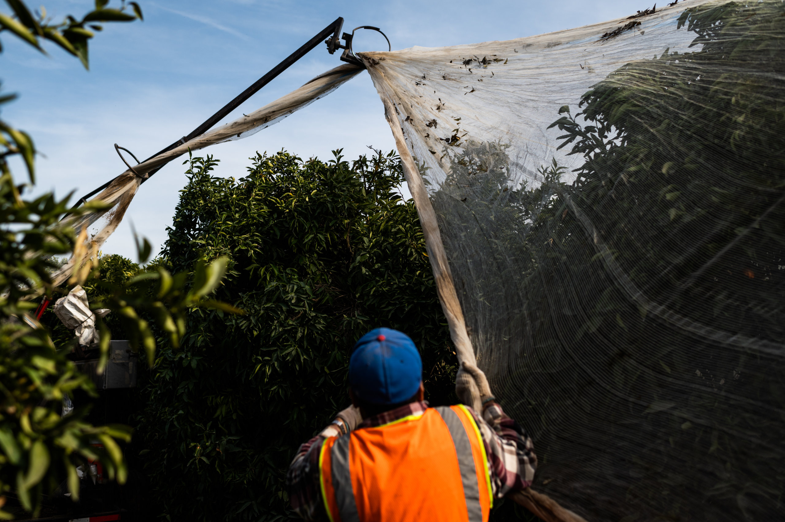 An farm worker follows a tractor, stretching a net across citrus trees