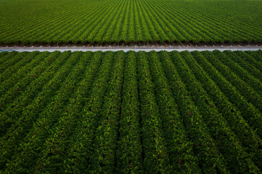 Aerial view of table grapes in Fowler, California