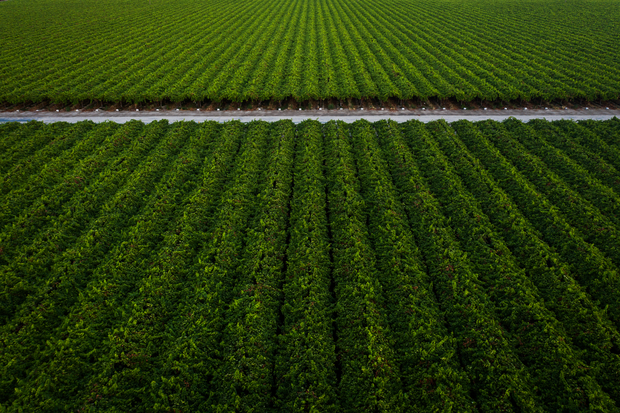 Aerial view of table grapes in Fowler, California