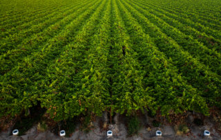 Rows of table grapes grown by Fowler Packing